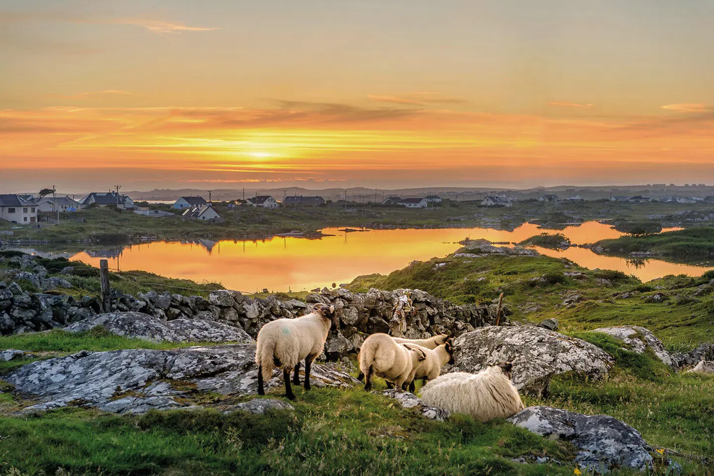 Keltische Schätze Irlands Tiere