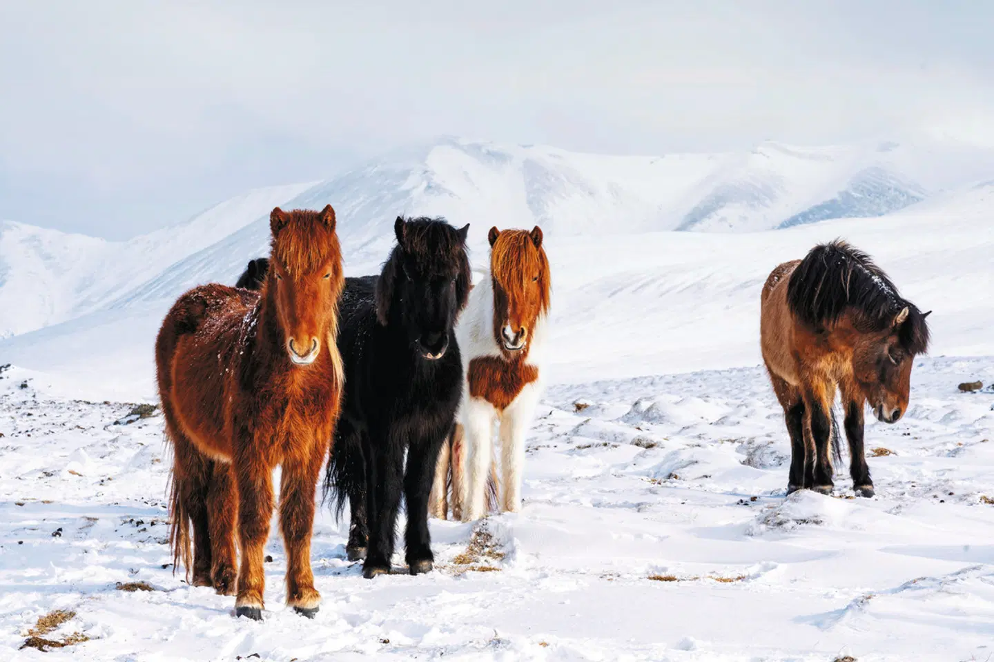 Island mit Flair - Polarlicht, Golden Circle und charmante Hotels Tiere