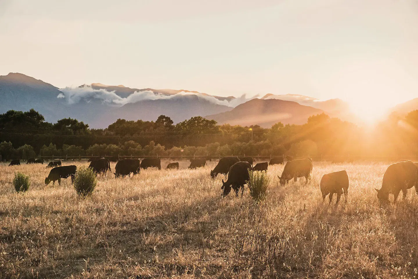 Boschendal Farm Estate Tiere