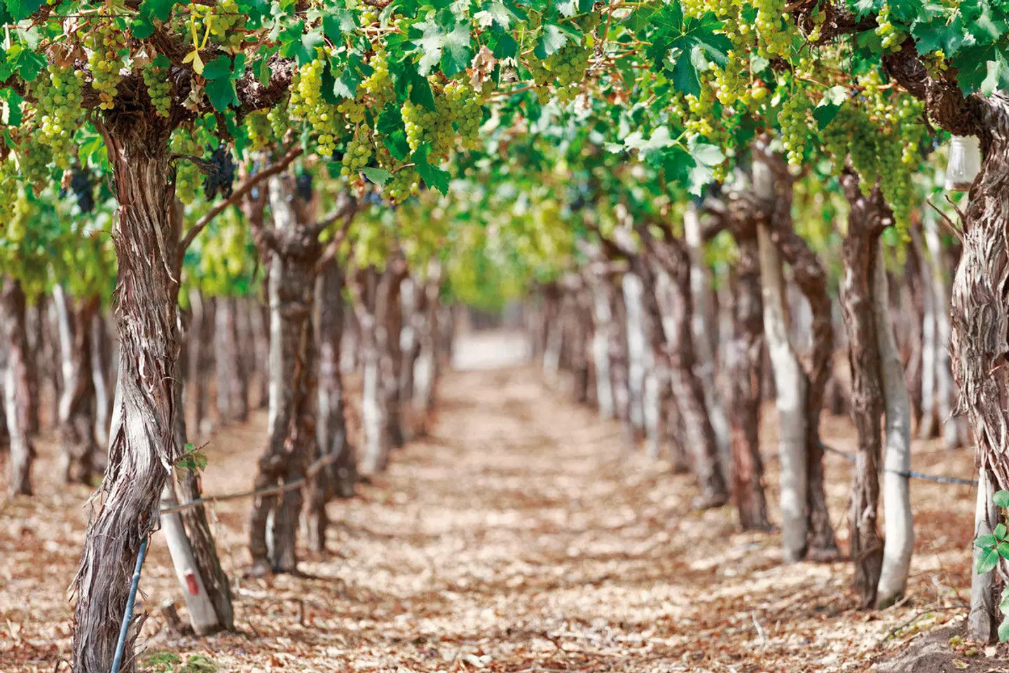 Nordargentinien - Tango, Wasserfälle und Weinreben LANDSCAPE