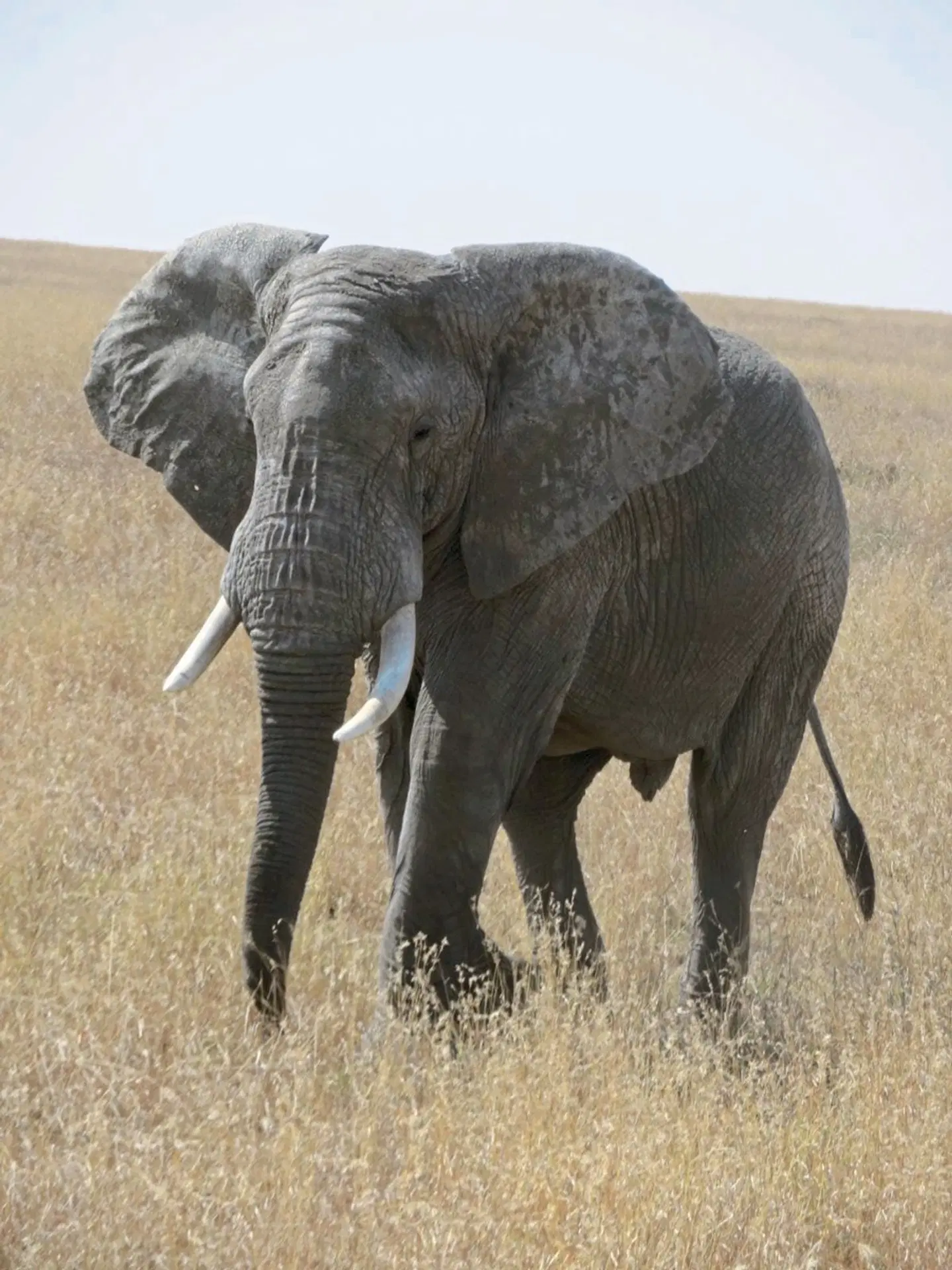 Drifters - Kenia & Tansania Explorer Tiere