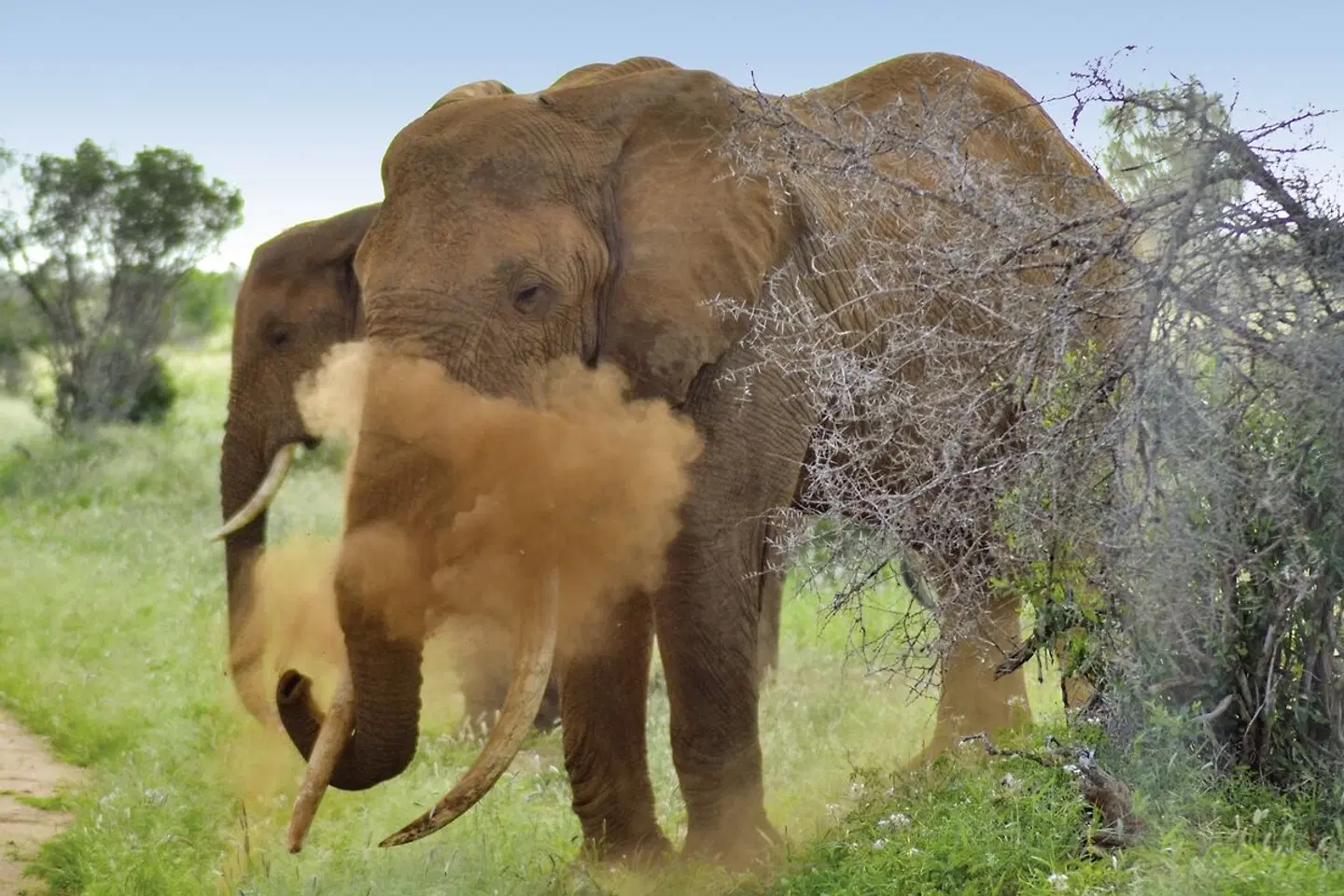Abenteuer Kenia (ab Nairobi/bis Mombasa) Tiere