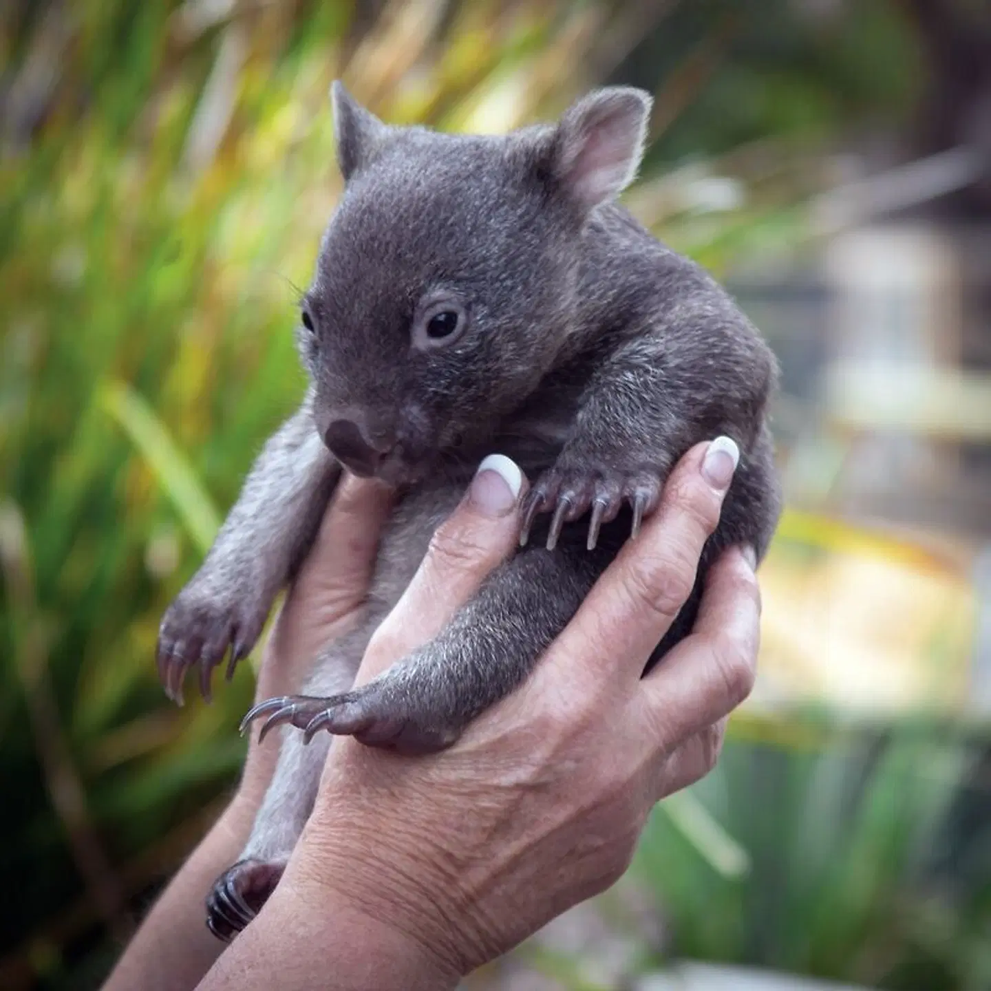 Tasmanien für Genießer Tiere
