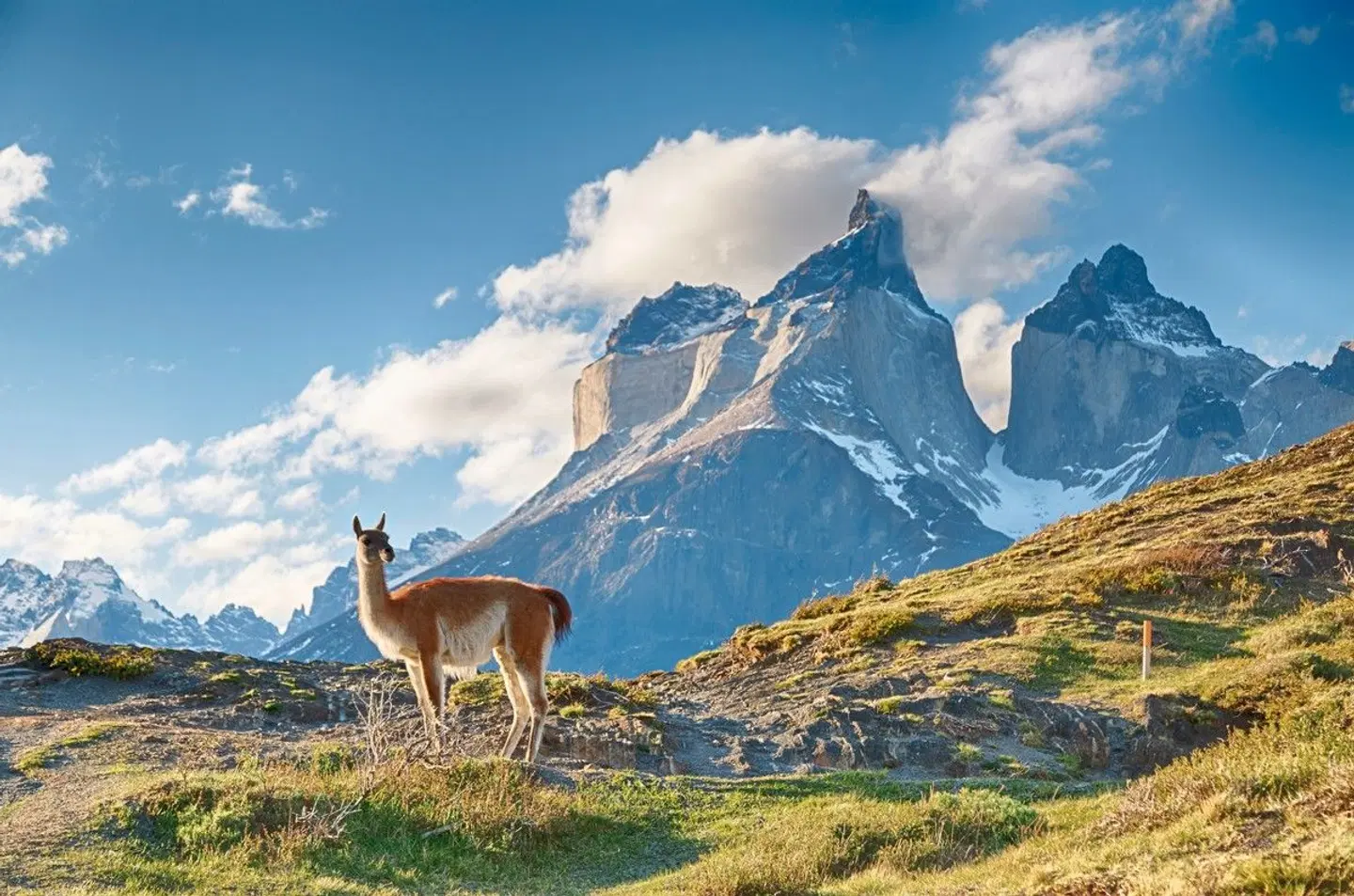 Patagonien individuell entdecken Tiere