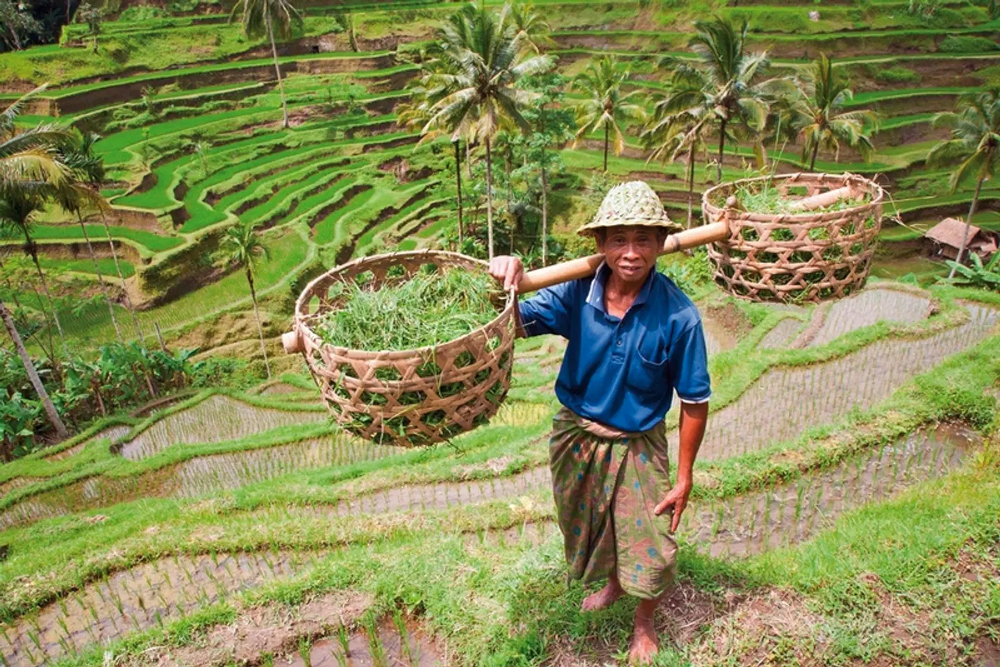 Asienkombination Singapur, Bali und Lombok Garten