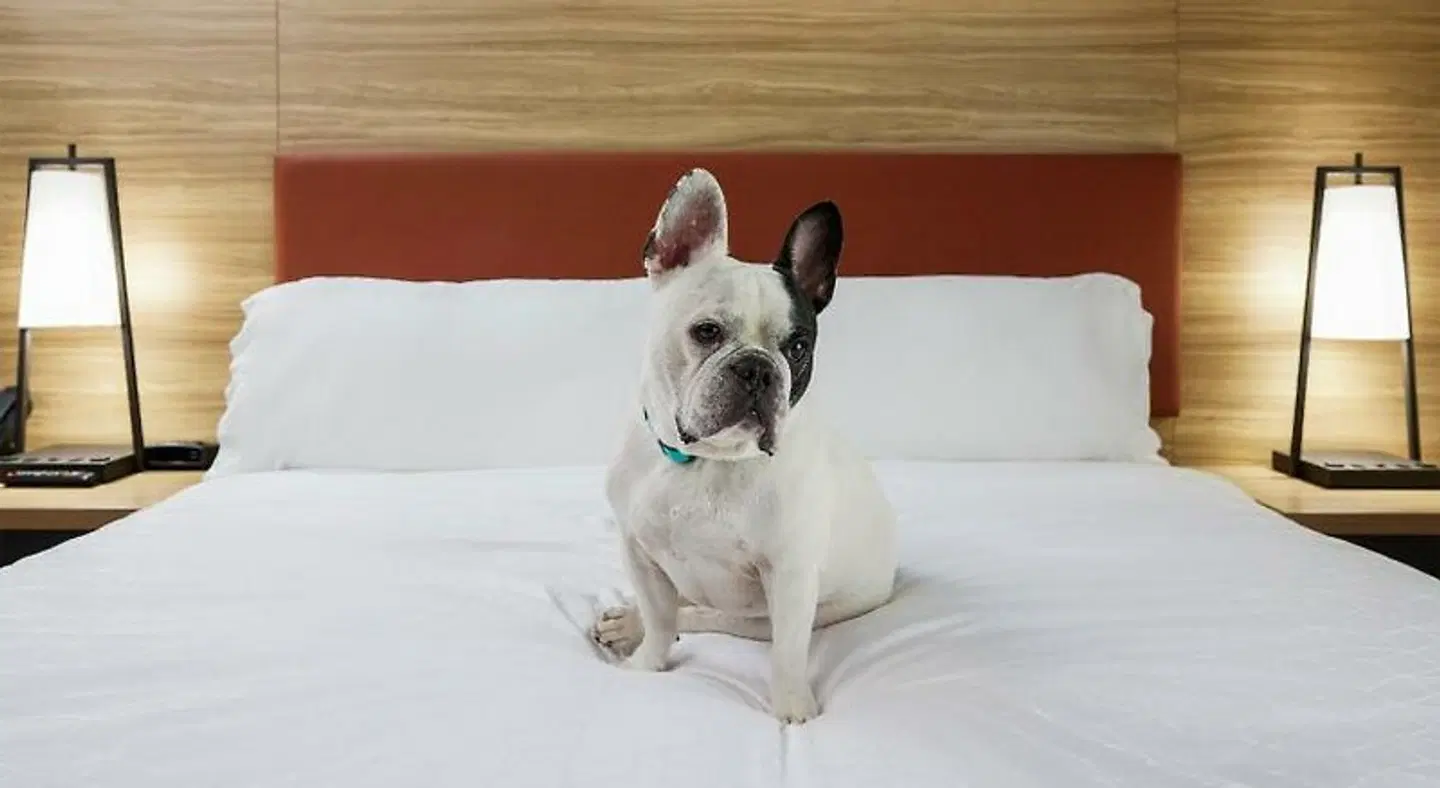 Holiday Inn Express & Suites Greenwood Village - DTC by IHG Tiere