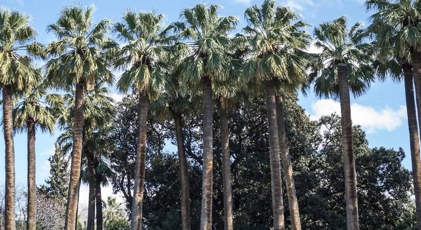 Hotel Carolina LANDSCAPE