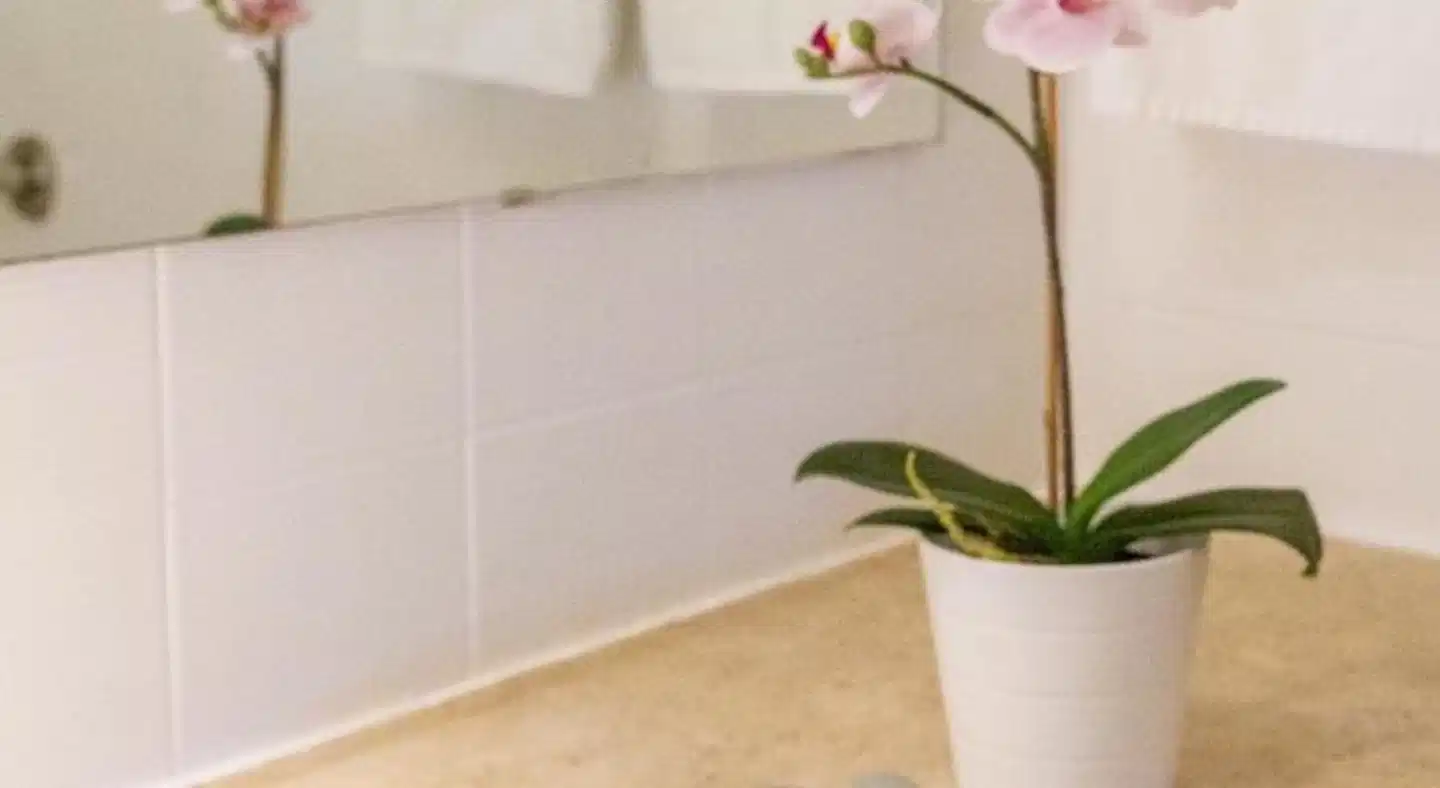 Luna Olympus Wohnbeispiel