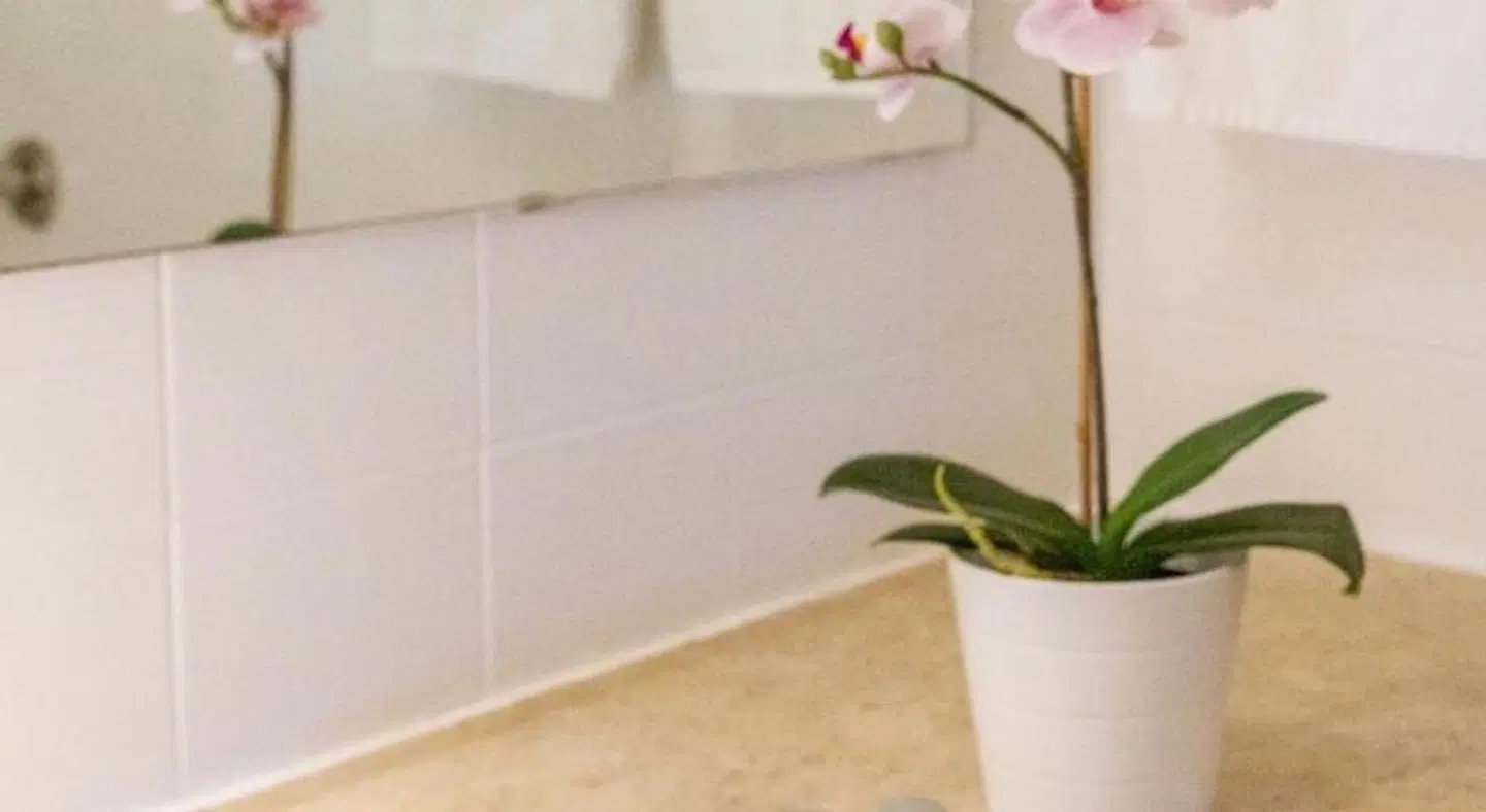 Luna Olympus ROOM_EXAMPLE