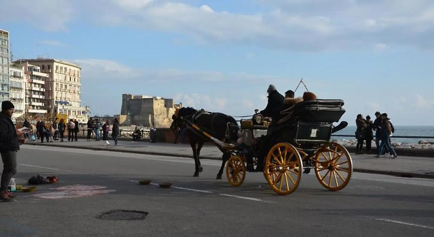 B&B Dimora Megaride Tiere
