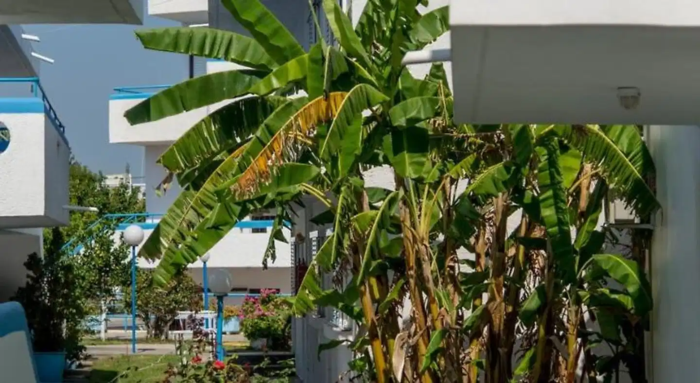 Yiannis Yard Studios & Apartments Garten