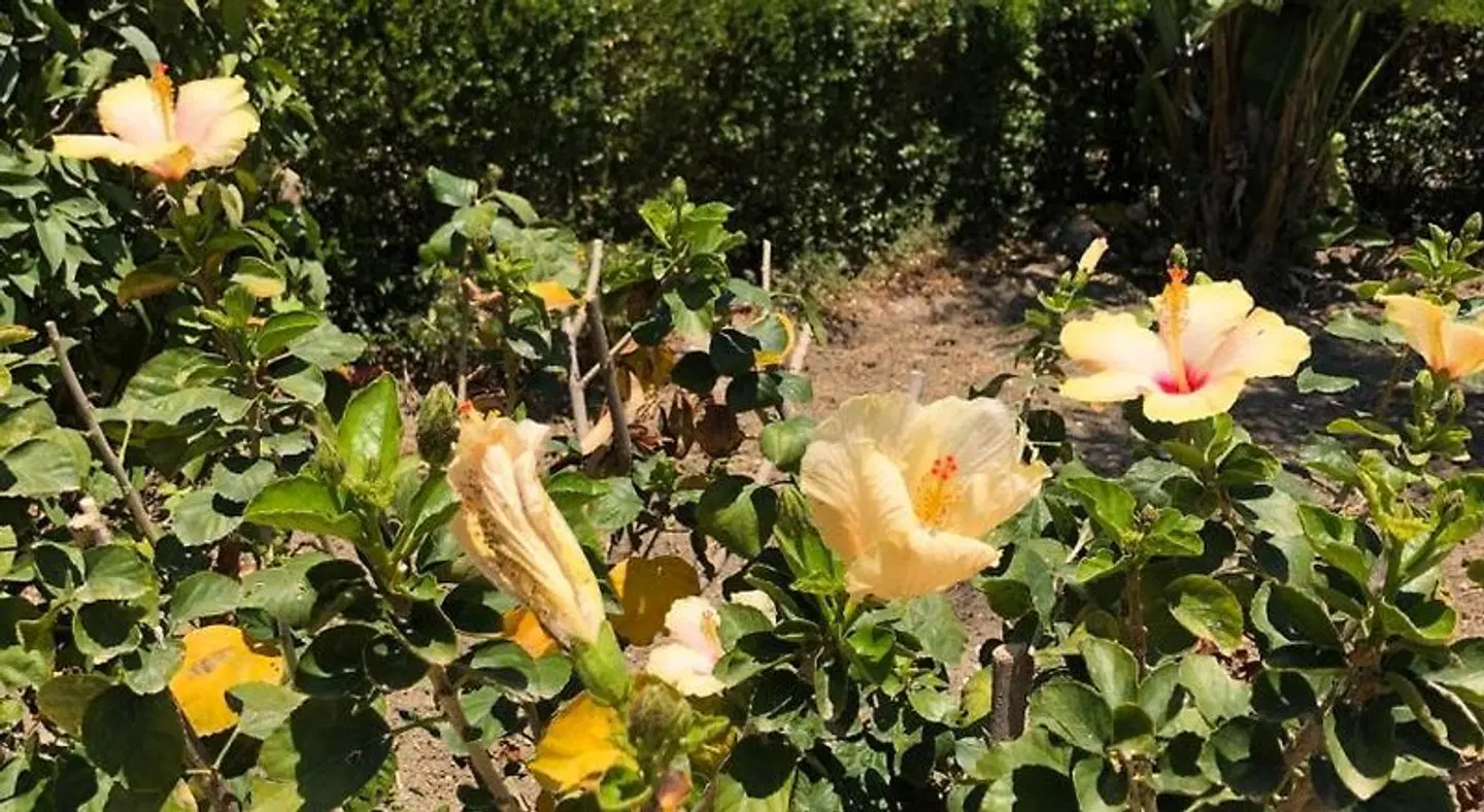 Corte della jbsa LANDSCAPE