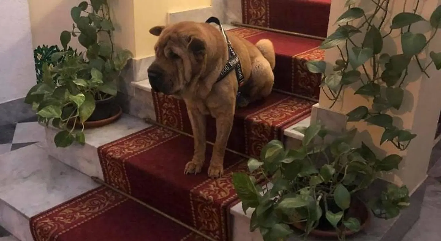 Al Piazza Marina B&B Tiere