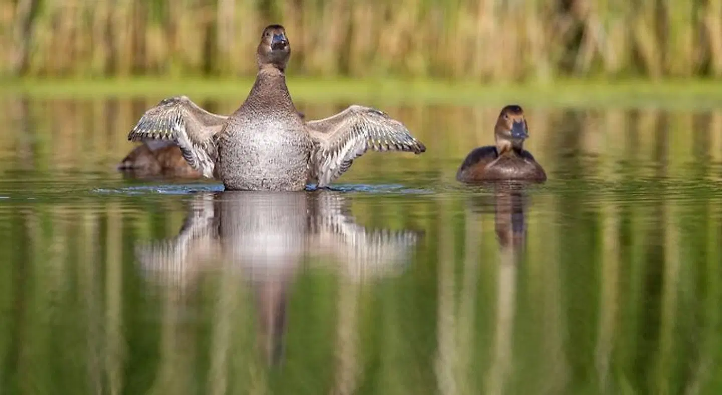 Canyamel Sunrise Apartments Tiere