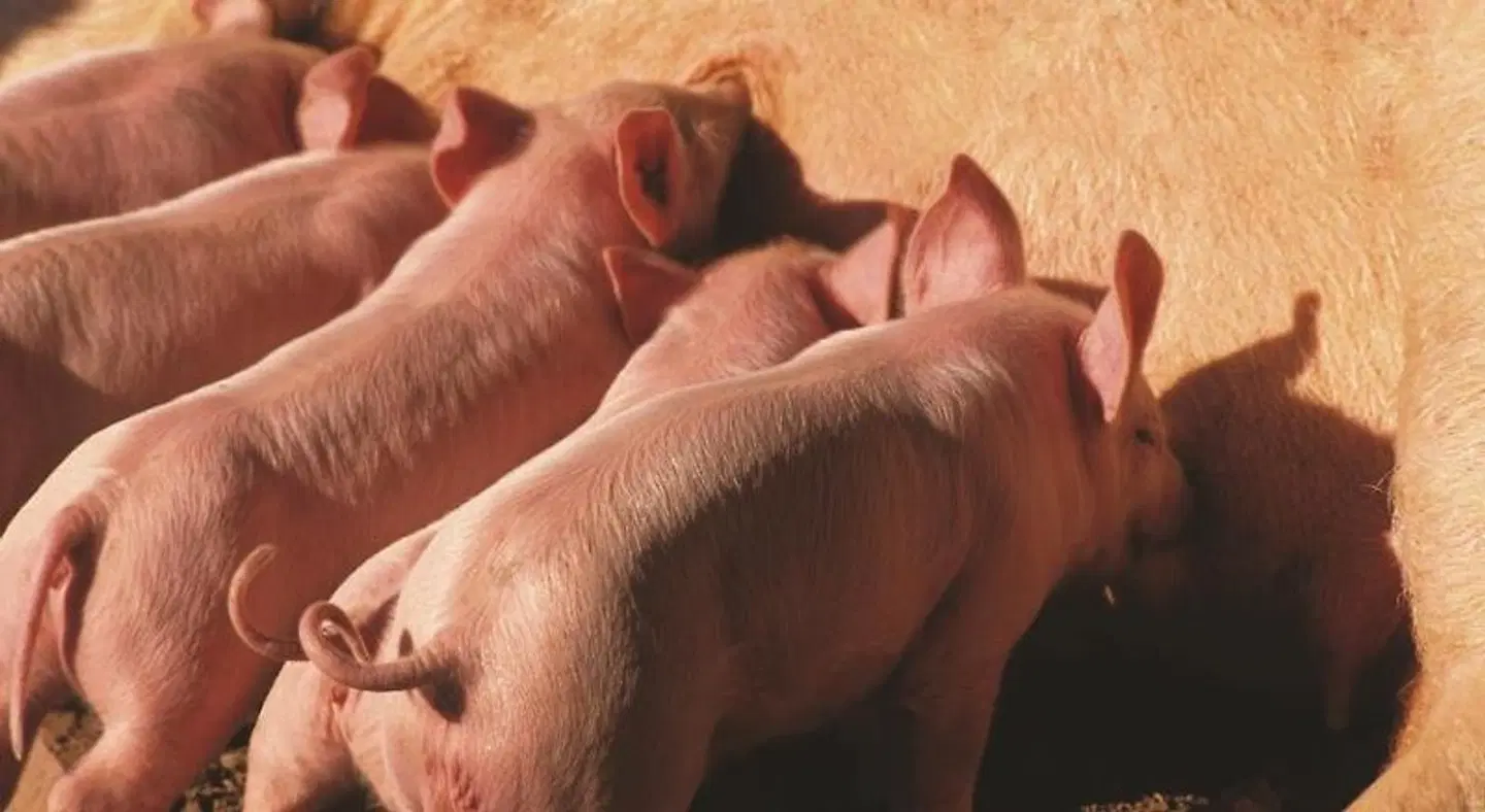 Villa Dafne Wellness