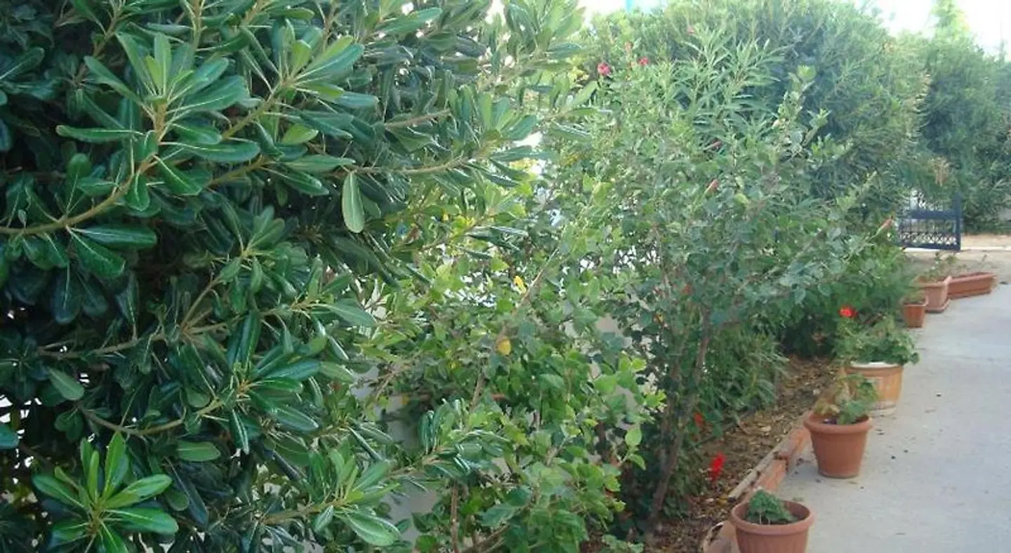 Philippos Studios & Apartments Garten