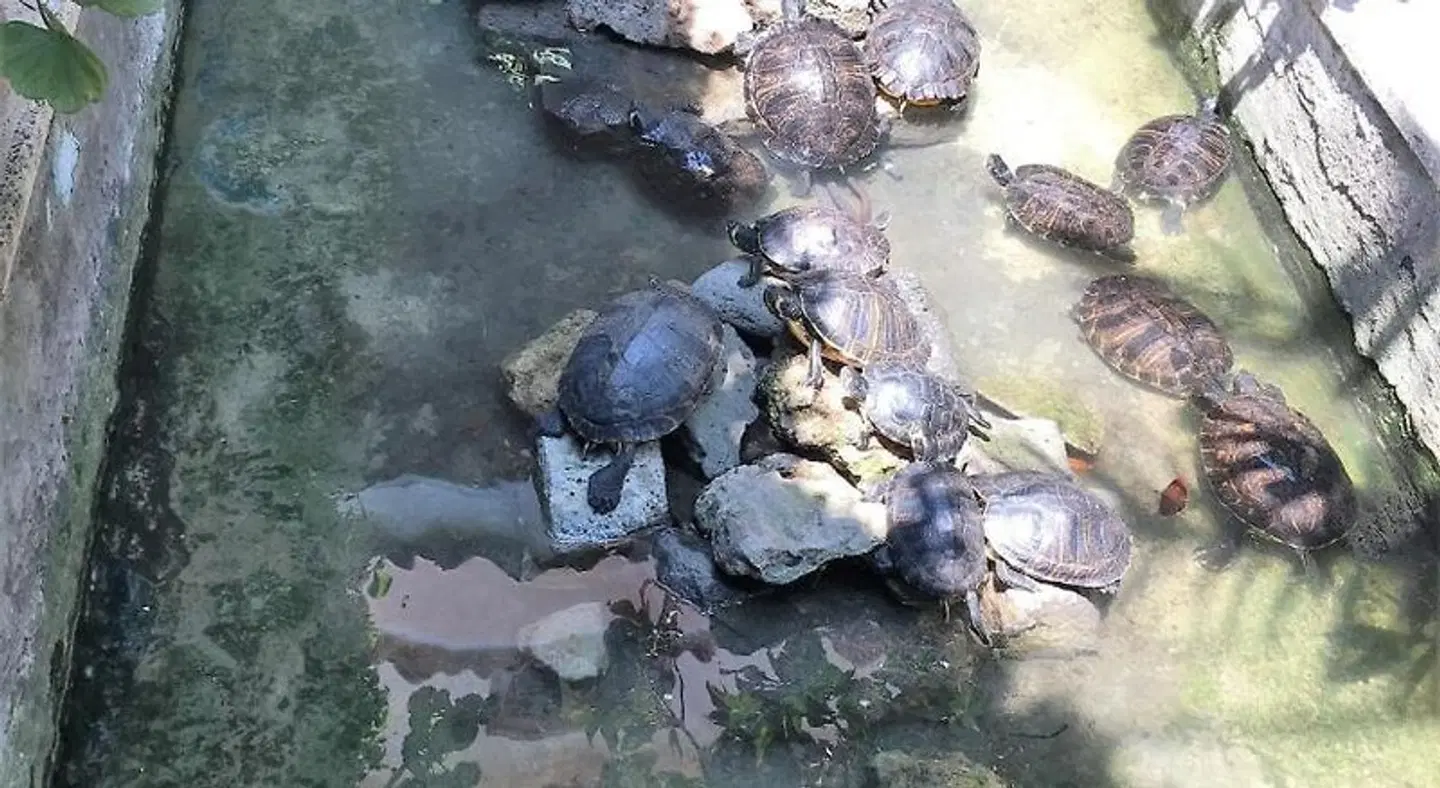 Oasi Del Gabbiano Tiere