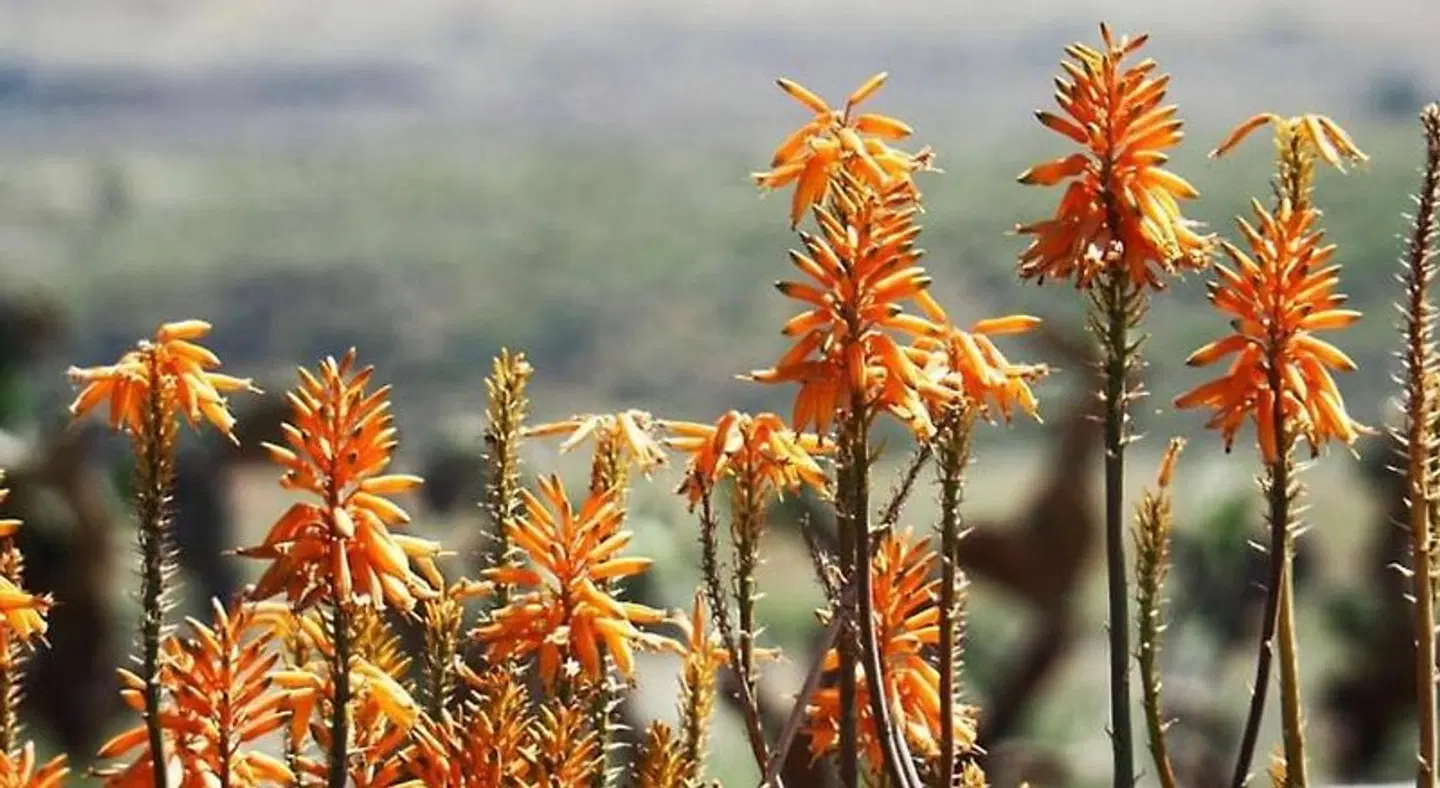 Cortijo El Paraíso Tiere