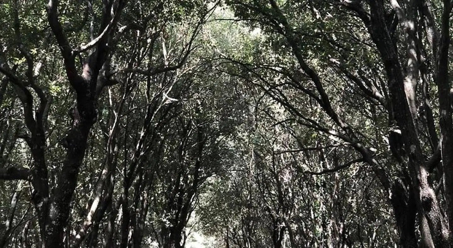 Feudo Bauly LANDSCAPE