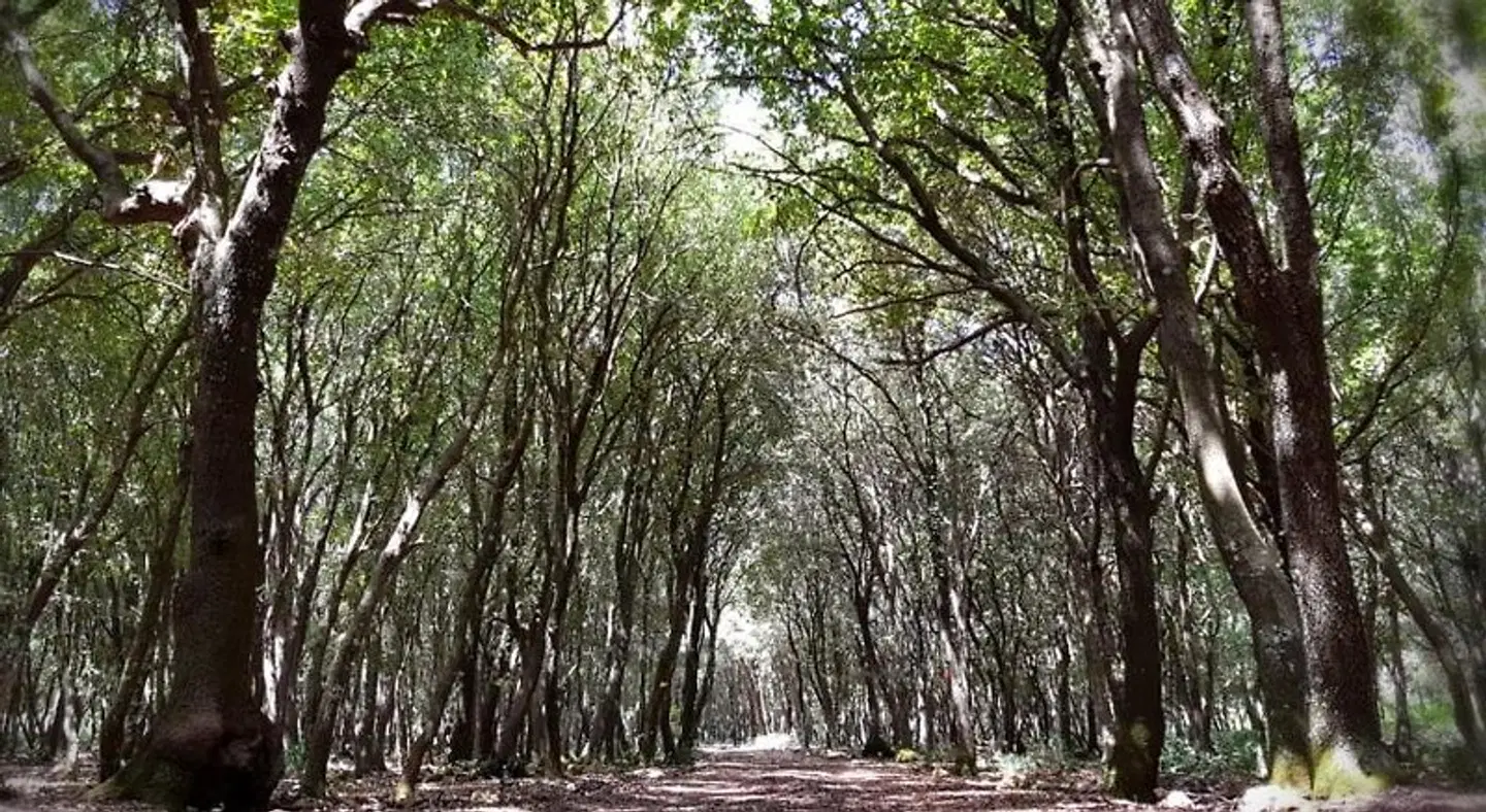 Feudo Bauly LANDSCAPE