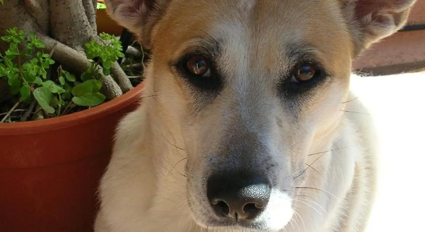 Palazzo Pantaleo Tiere