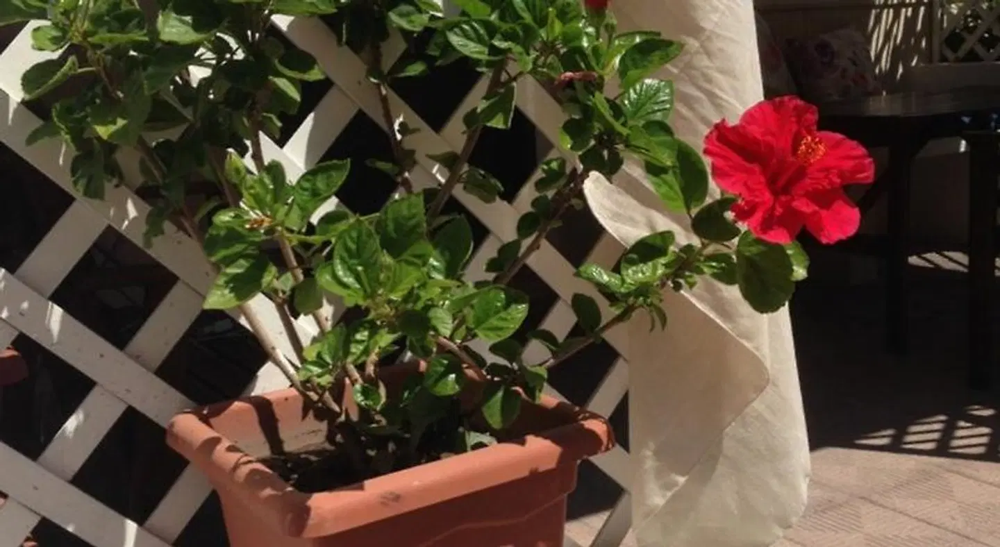 Il Sogno Terrasse