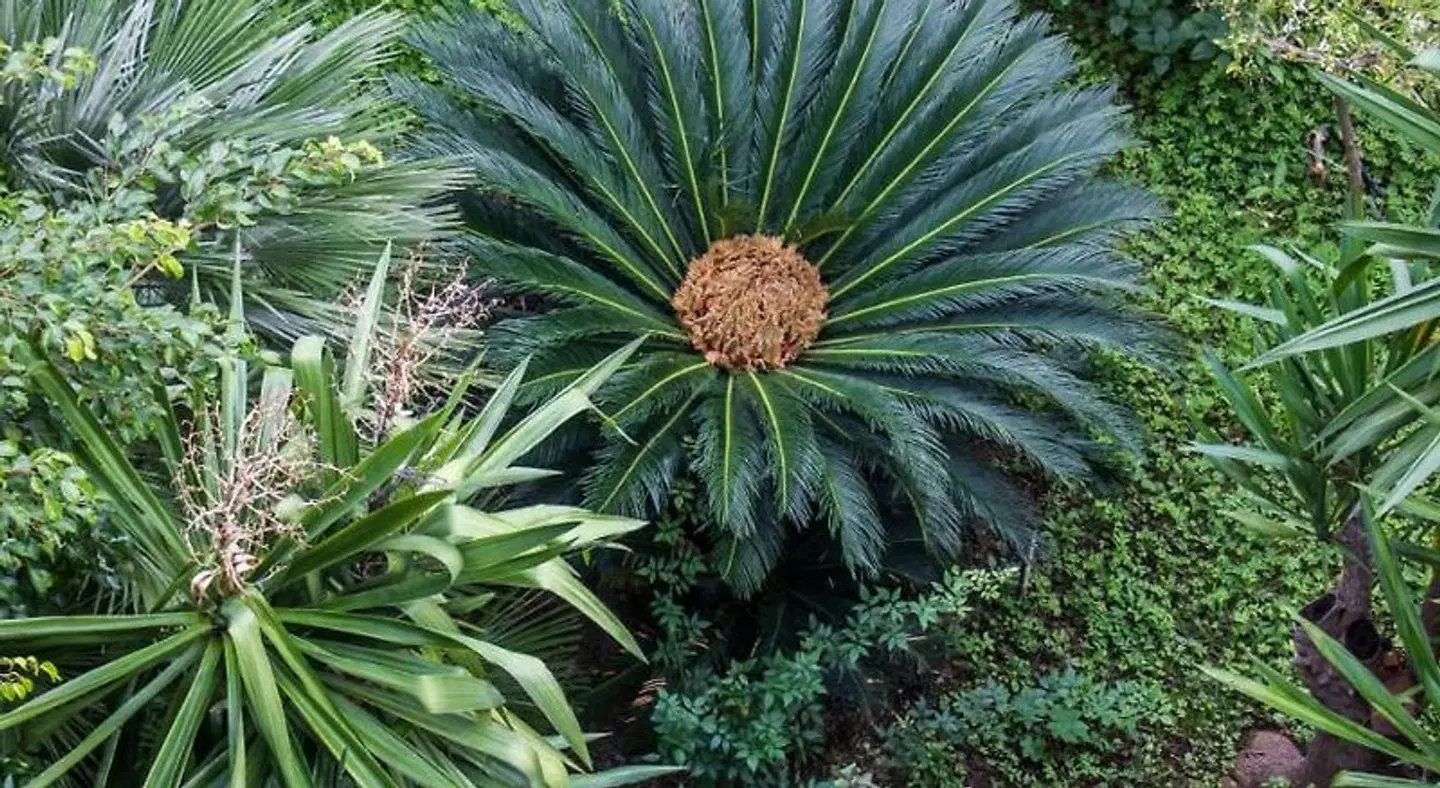 La Piramide Garten