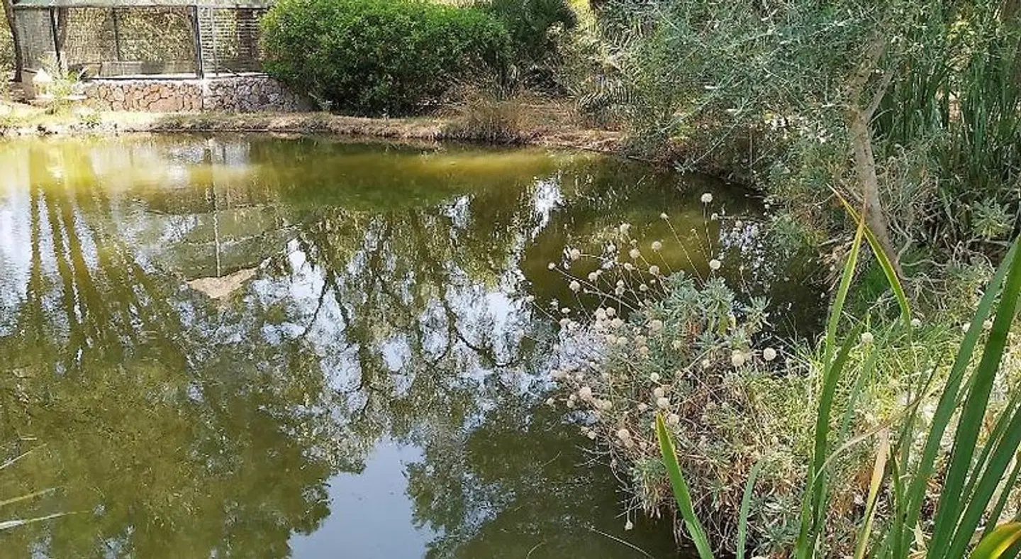 Petit Hotel Es figueral LANDSCAPE