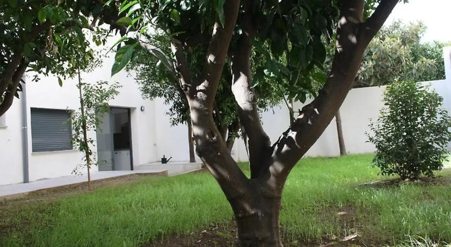 Residencia Mayol - Adults Only Tiere