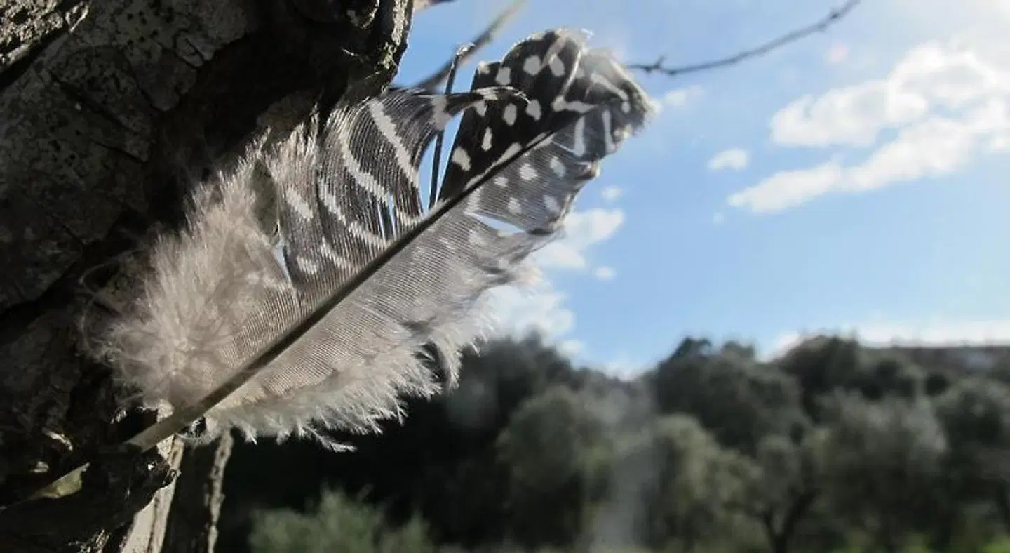 Finca Agroturismo Ca'n Torna LANDSCAPE