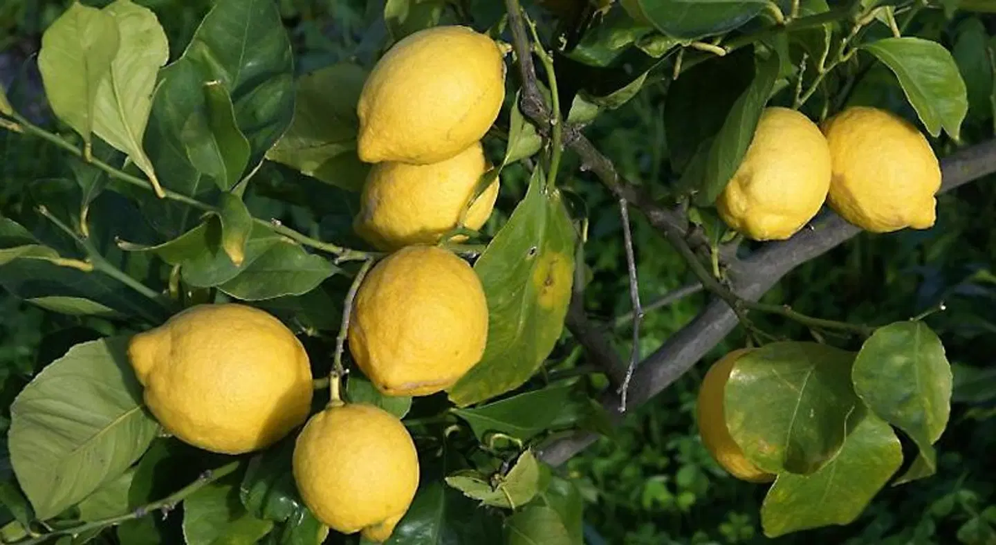 Il Limoneto Acireale LANDSCAPE