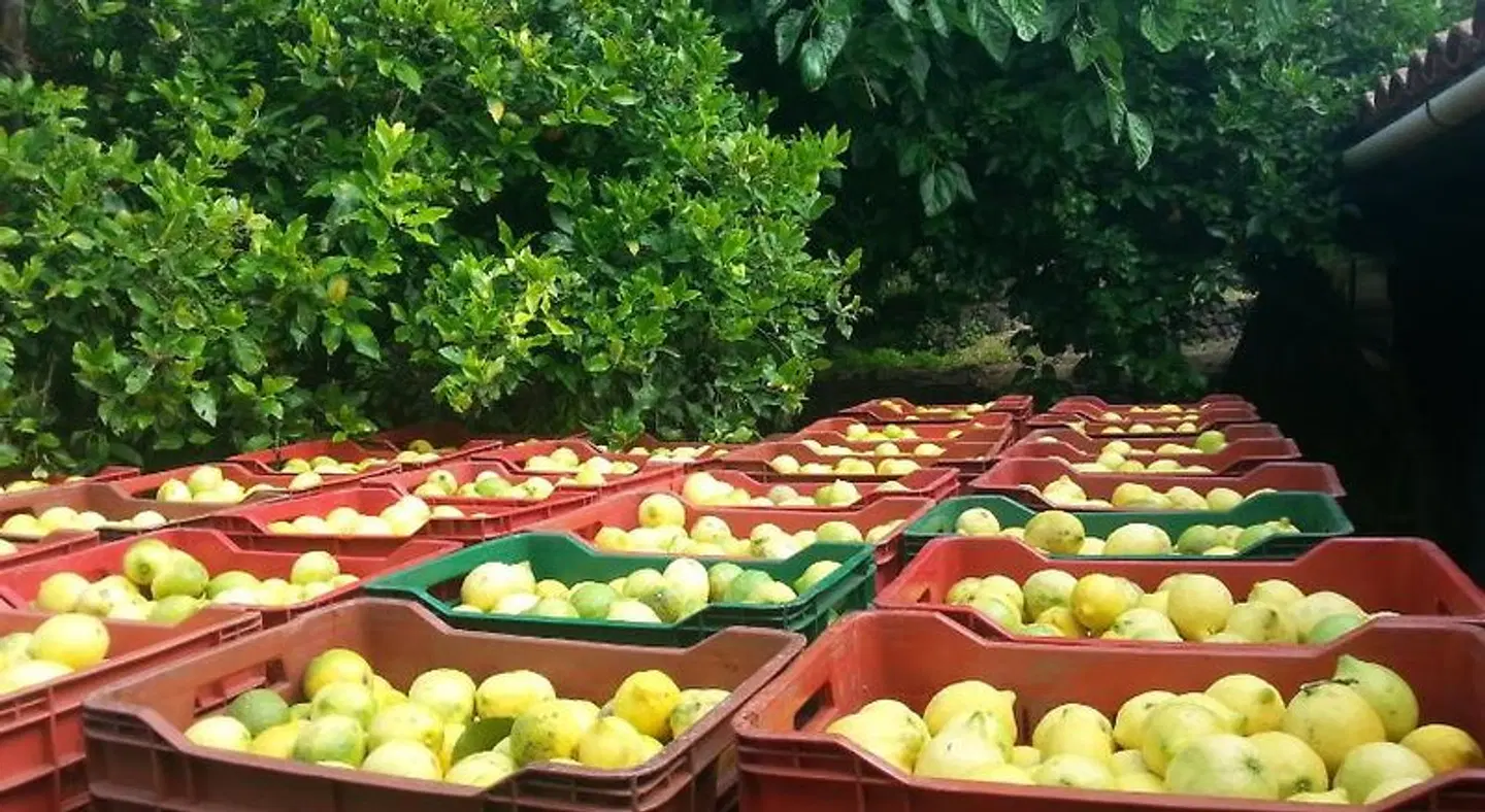 Il Limoneto Acireale Terrasse
