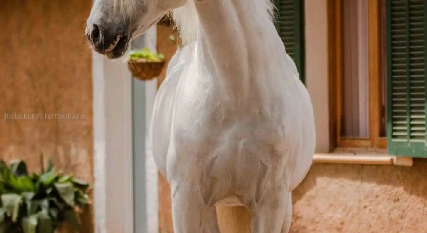 Son Menut Tiere