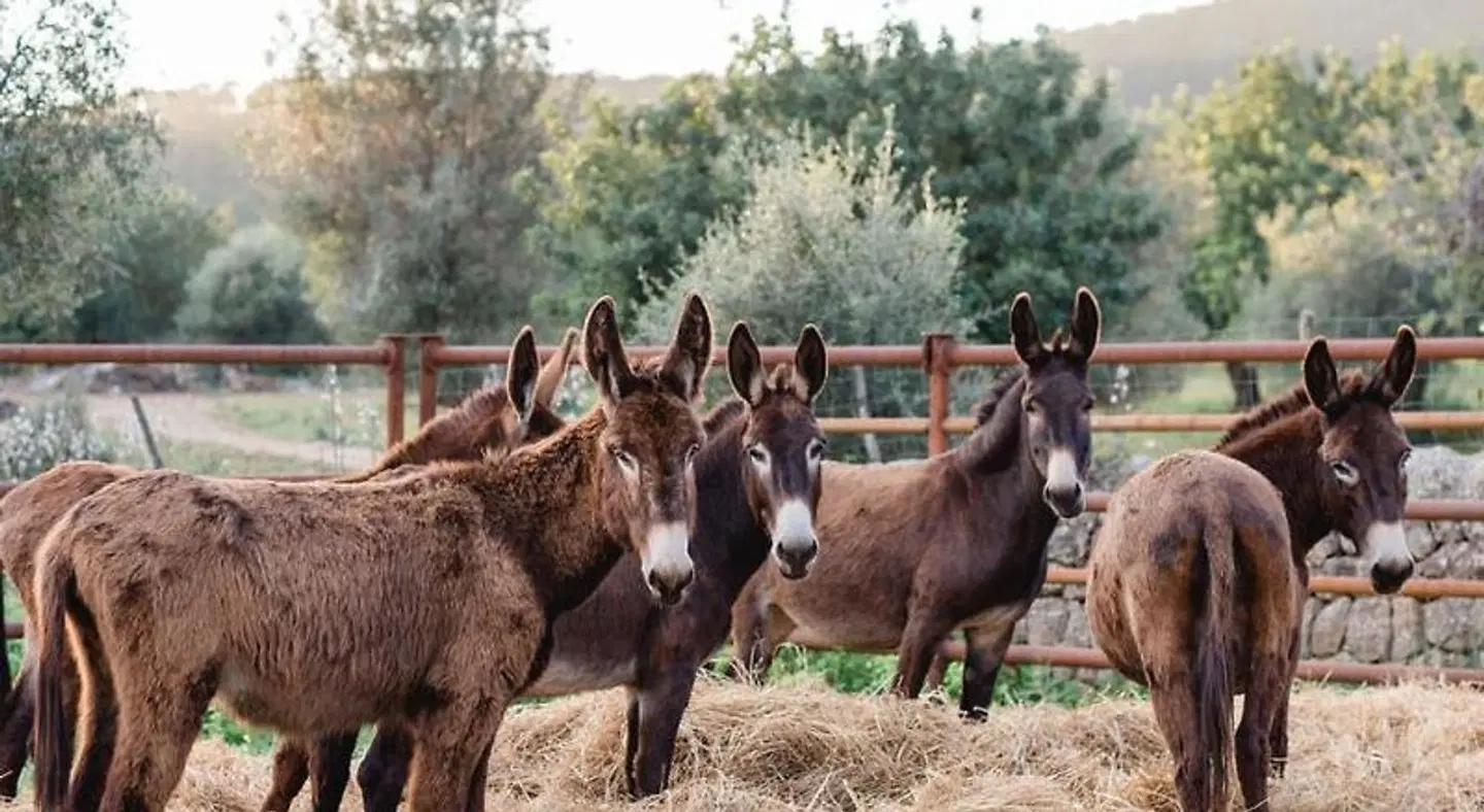 Finca Es Cabas Tiere