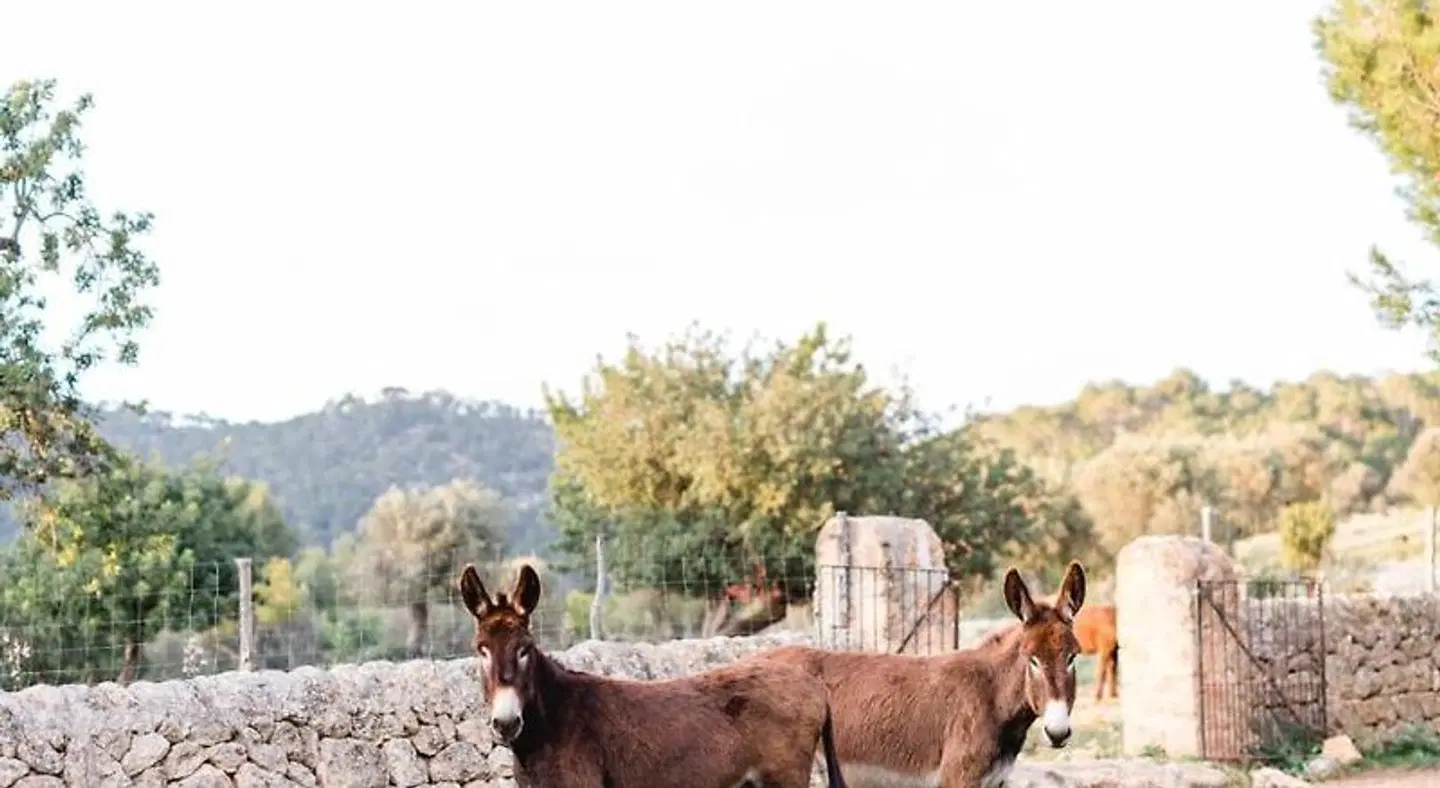 Finca Es Cabas Tiere