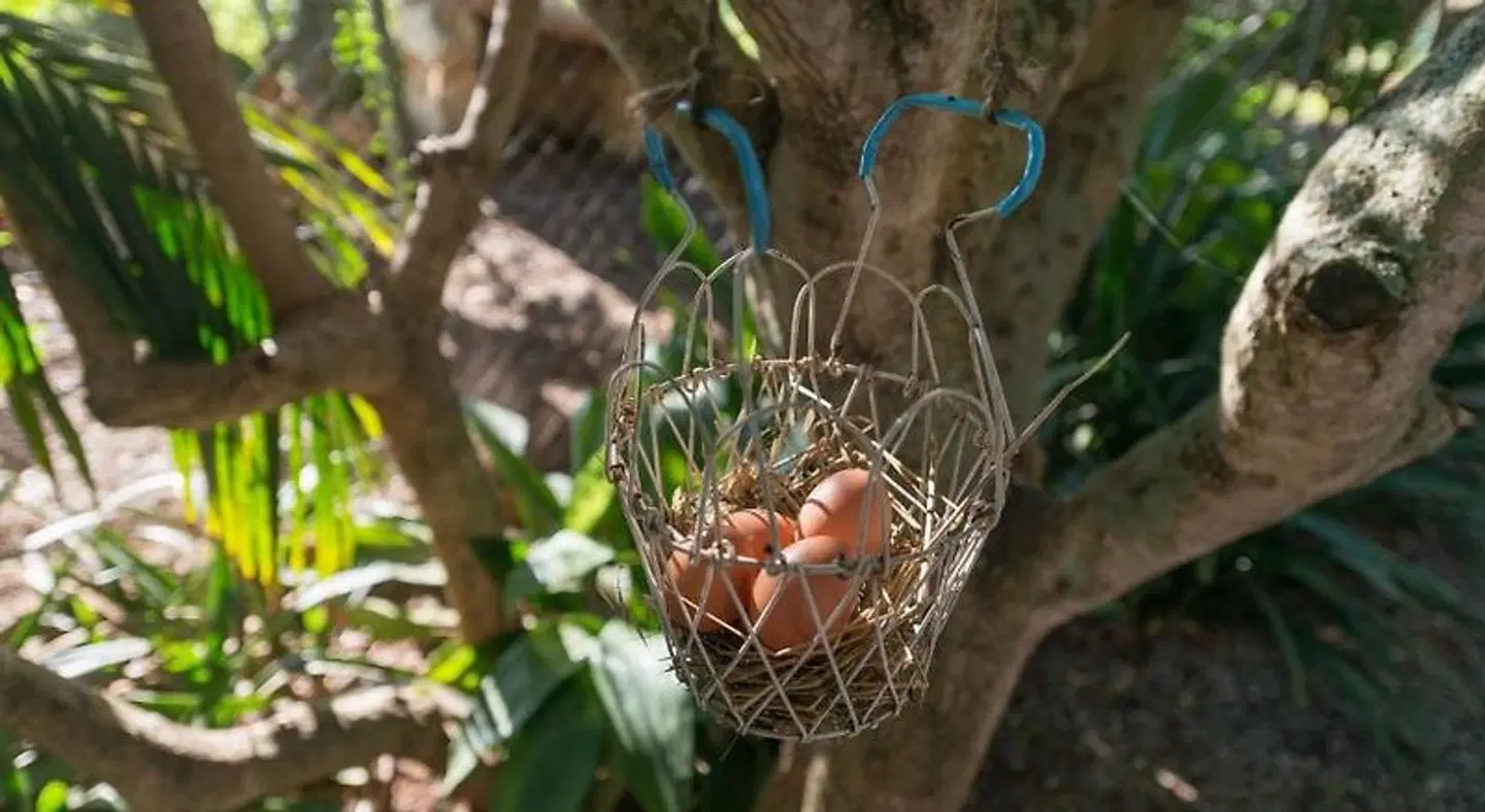 Villa Vista Alegre Tiere