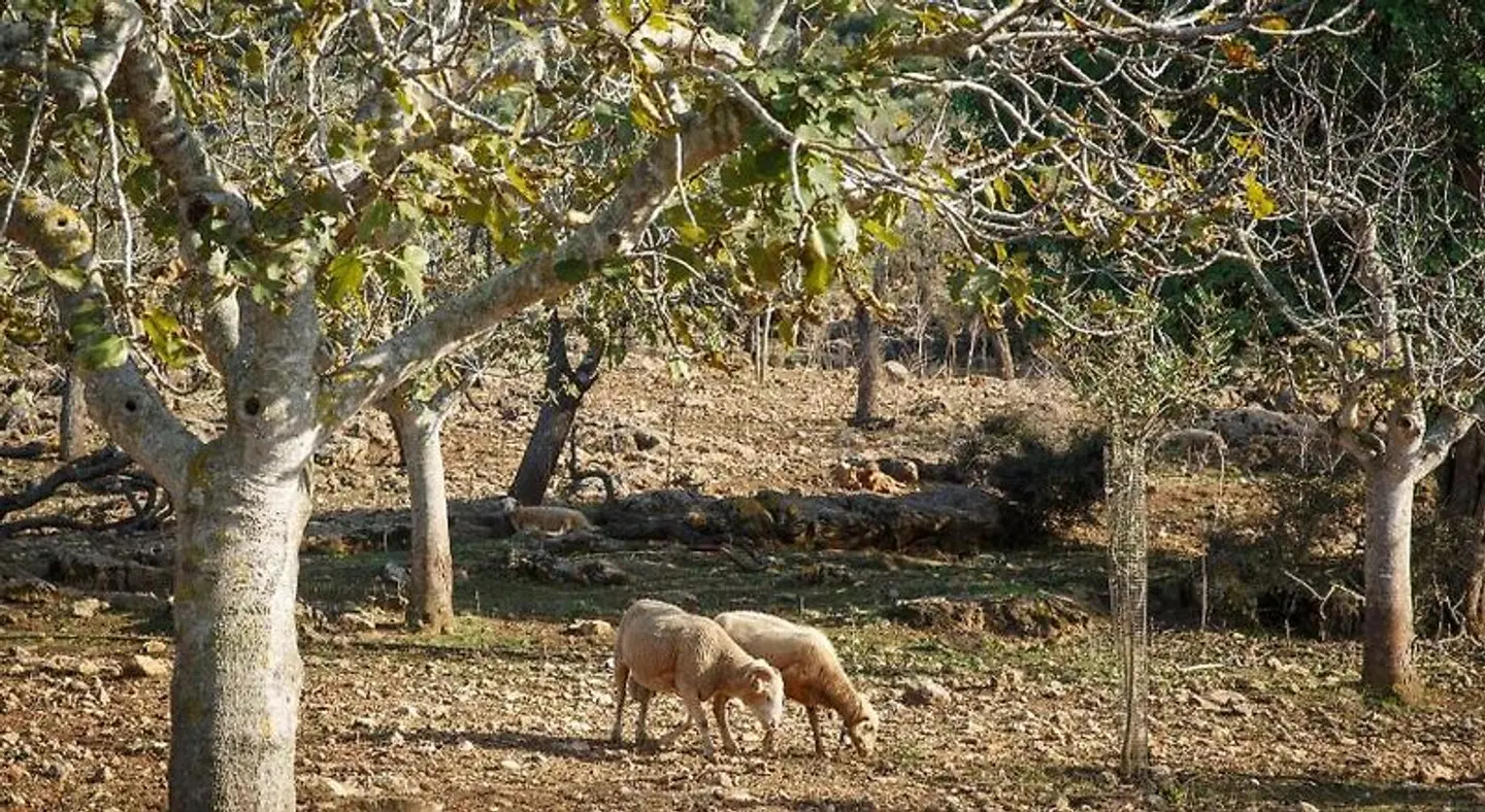 Agroturismo S'Arboçar Tiere
