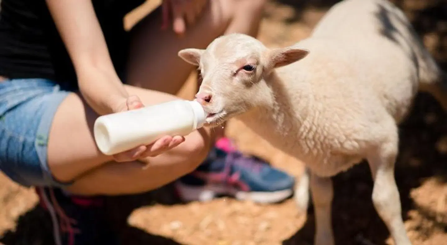Agroturismo Sa Marina - Adults Only Tiere
