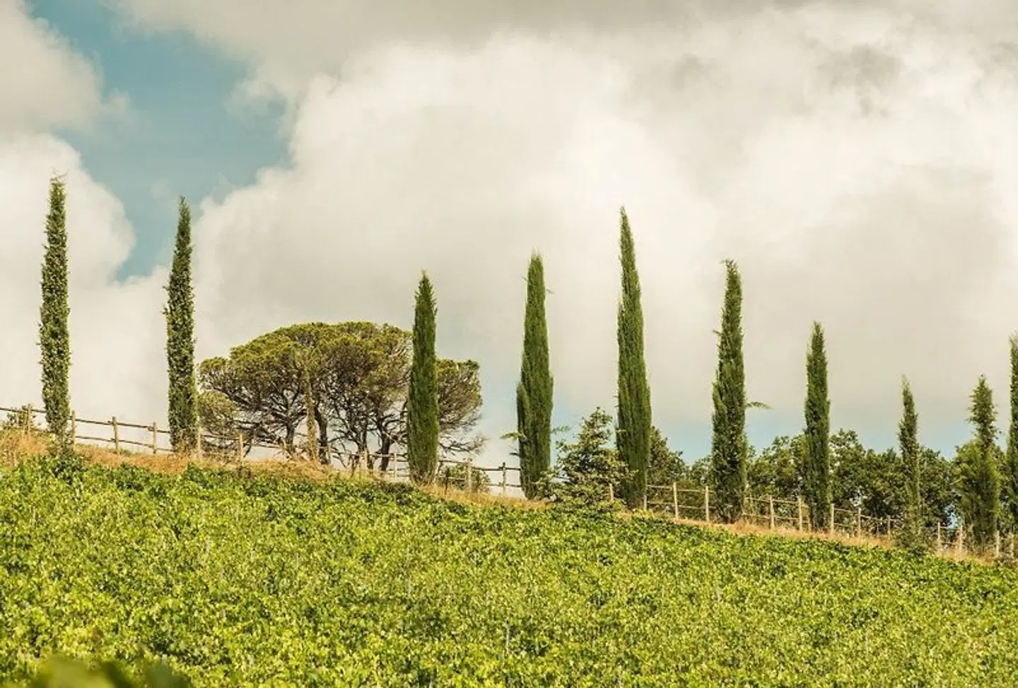 Villa Dievole LANDSCAPE