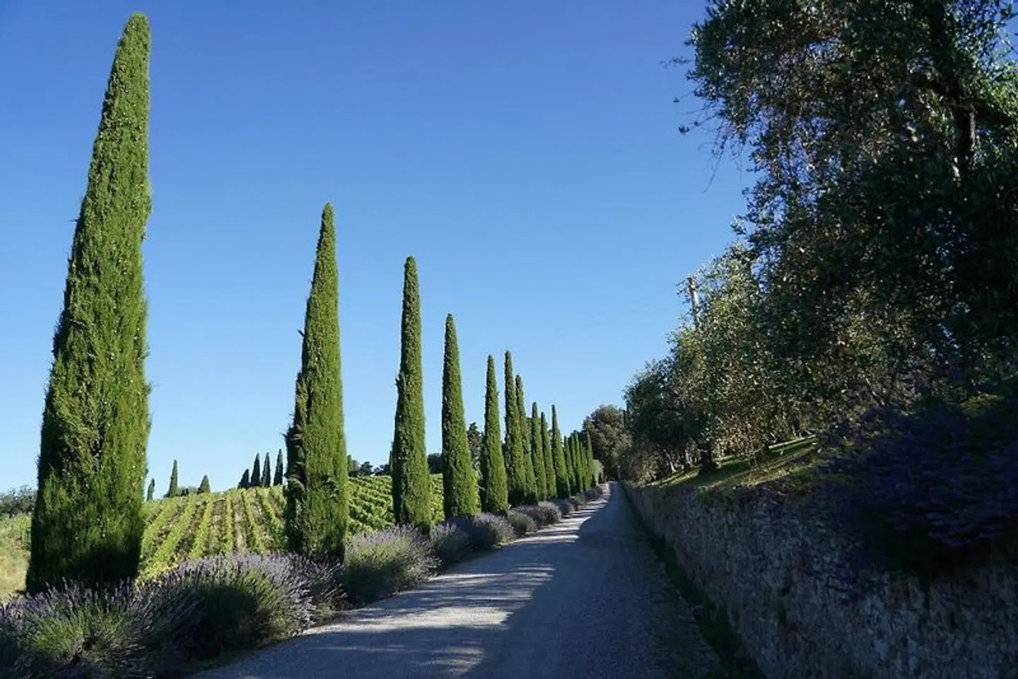 Villa Dievole LANDSCAPE