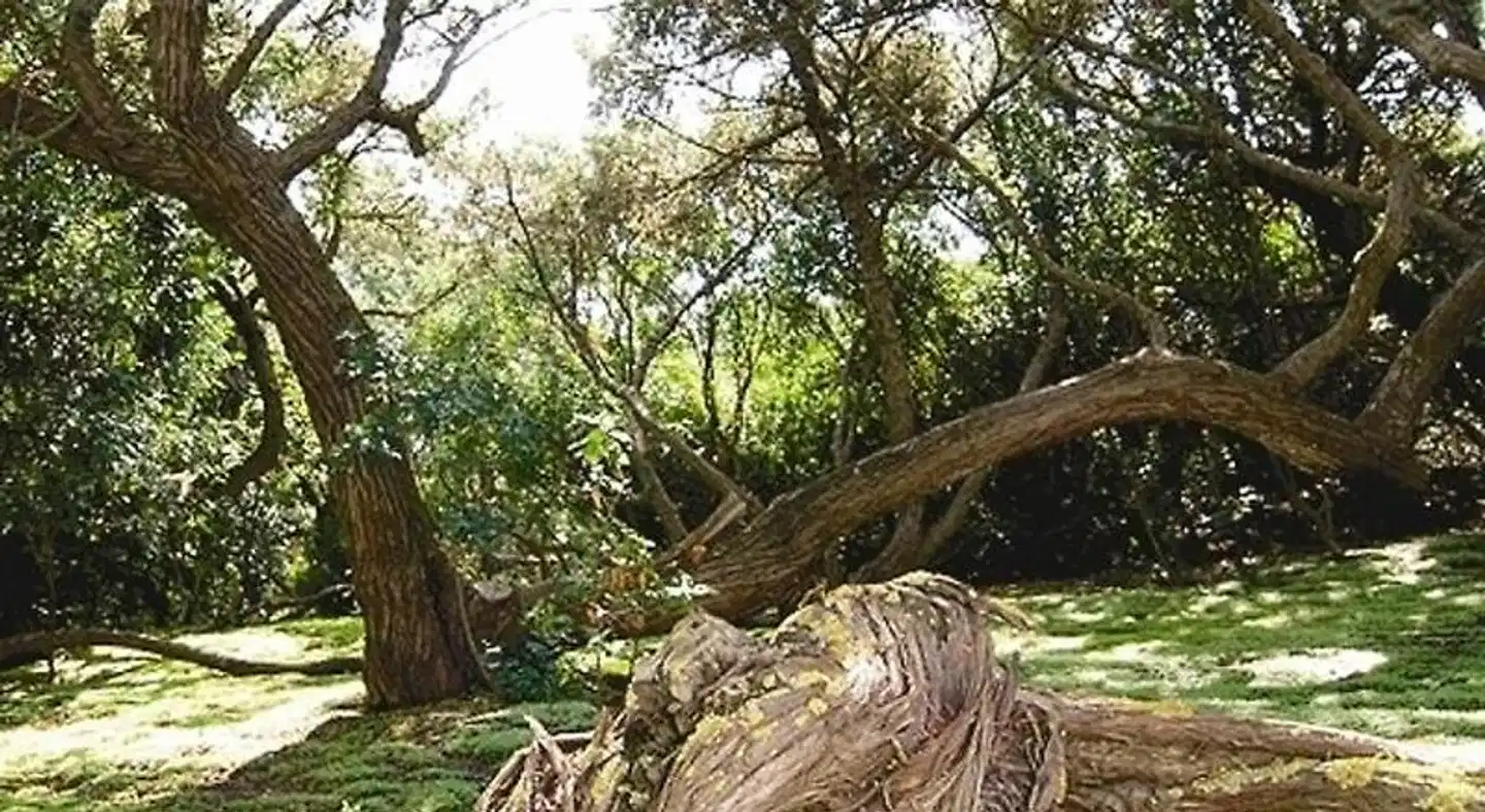 Stella Del Sud Garten