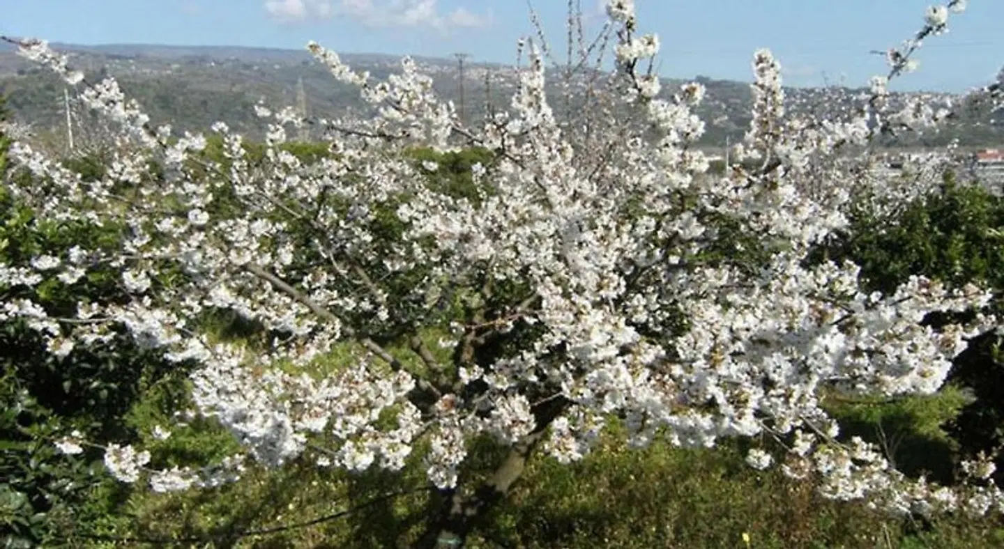 Baglio Delle Rose LANDSCAPE