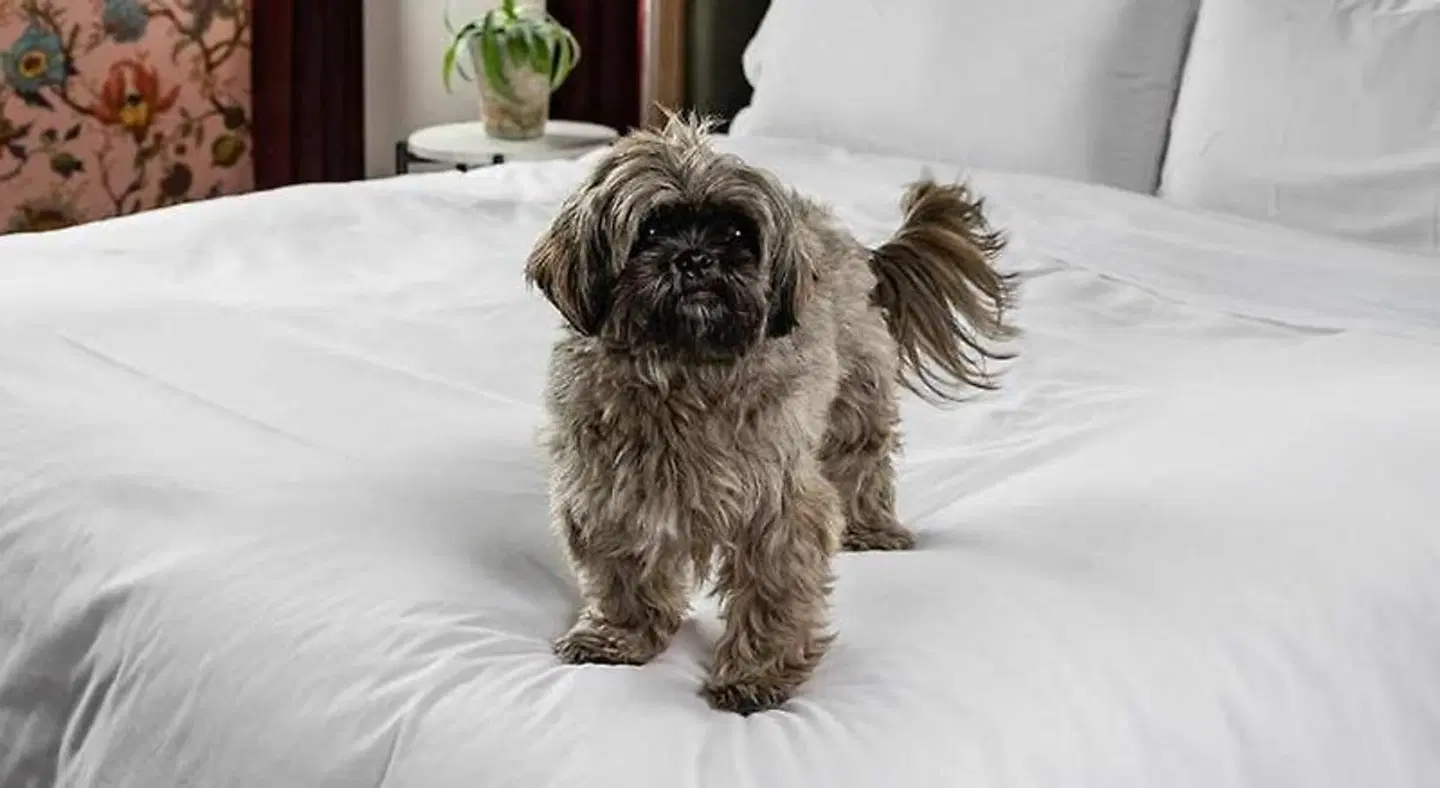 The Broadview Hotel Tiere