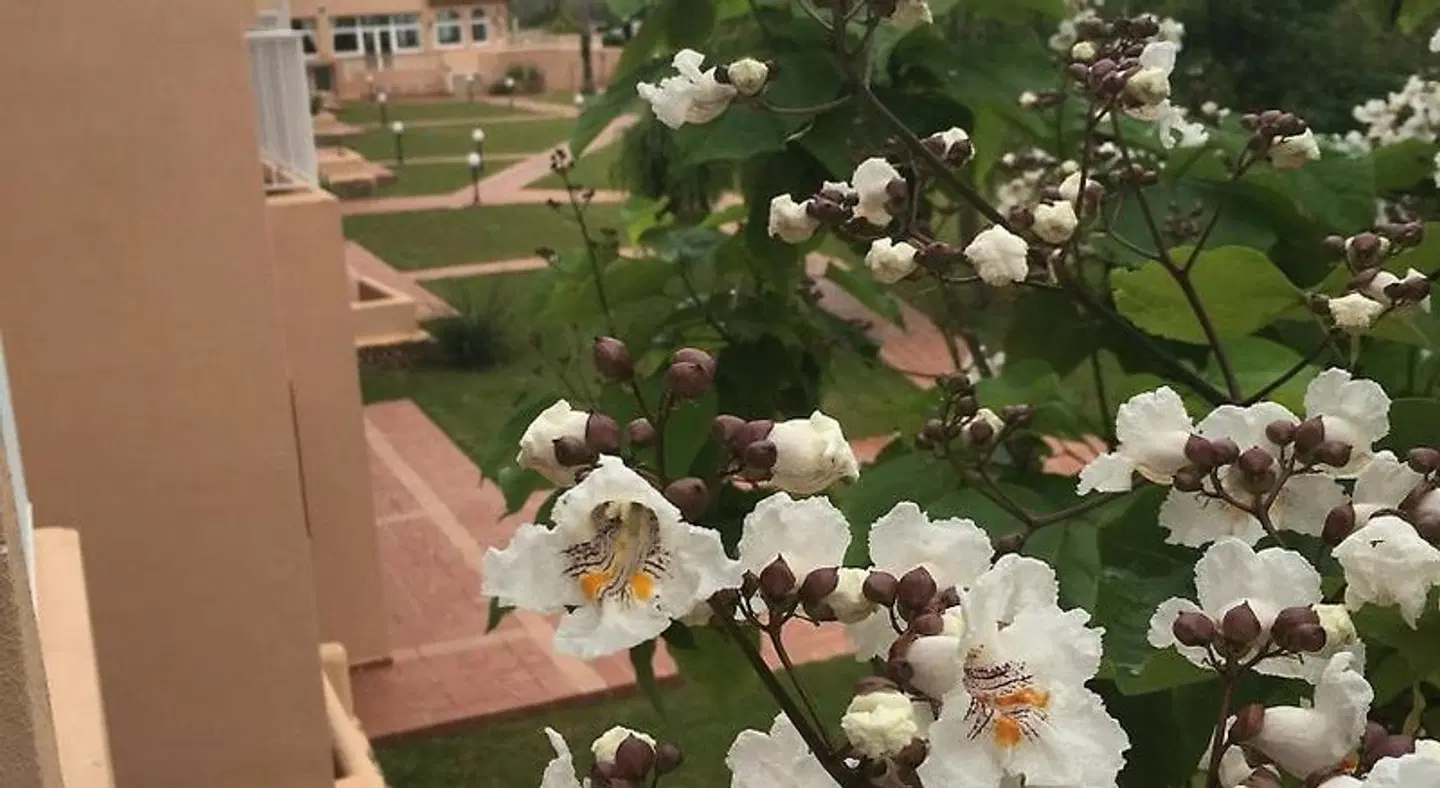 Arenas de Son Bou Tiere