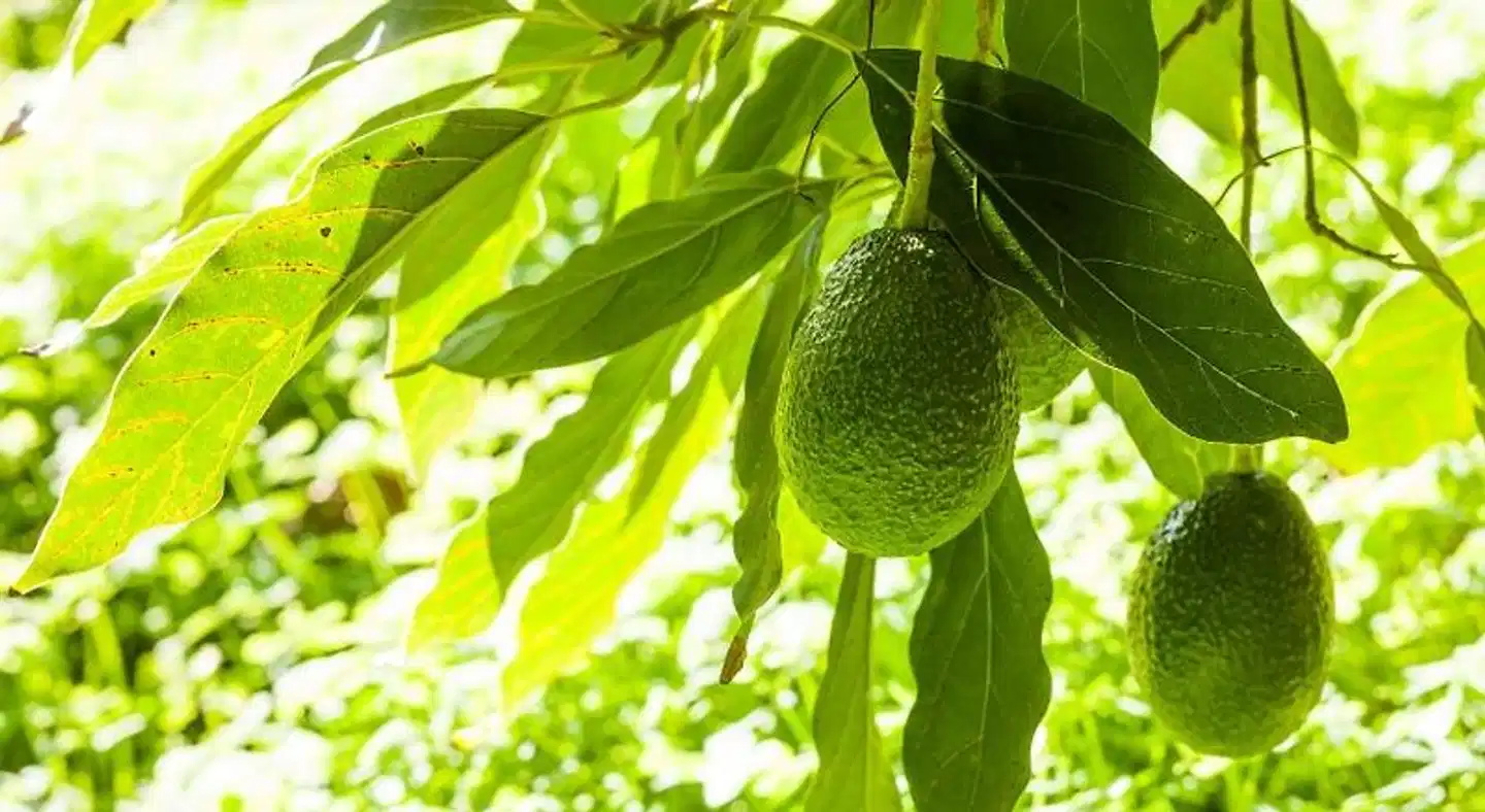 Finca Agroturismo Ca'n Planells Tiere