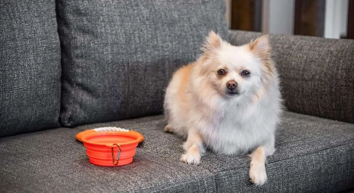 Hyatt Place Newark/Silicon Valley Tiere