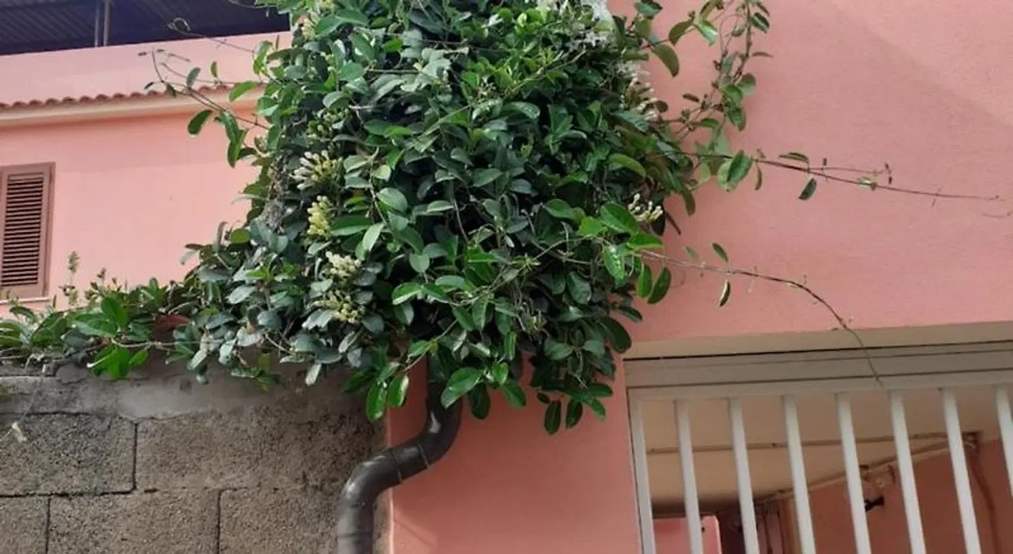 L'Agrifoglio di Emy LANDSCAPE