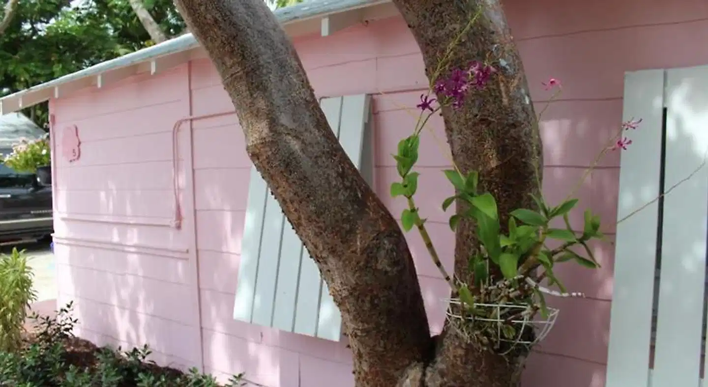 Tropical Cottages Tiere