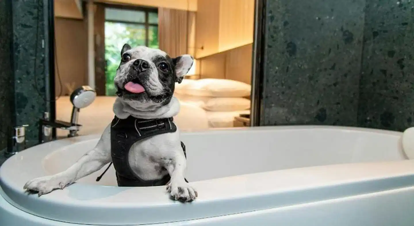 Marriott Executive Apartments, Bangkok Townhall Sukhumvit Tiere