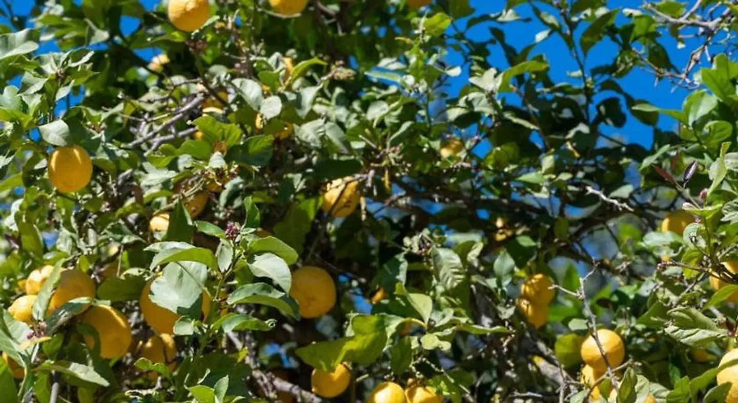 Rural Agroturimo Valley Club Ibiza - Boutique Tiere